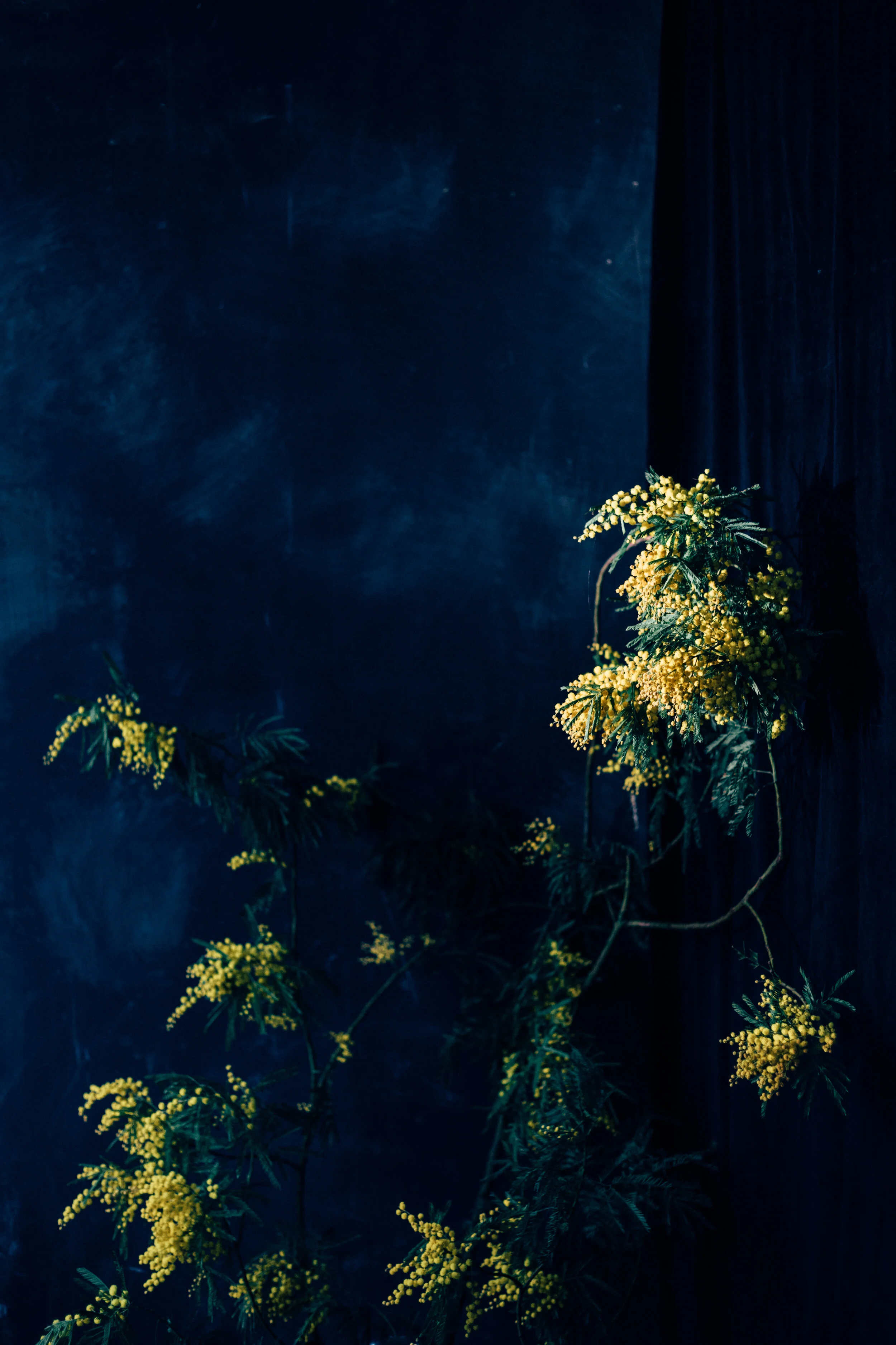 mimosa-2097.jpg