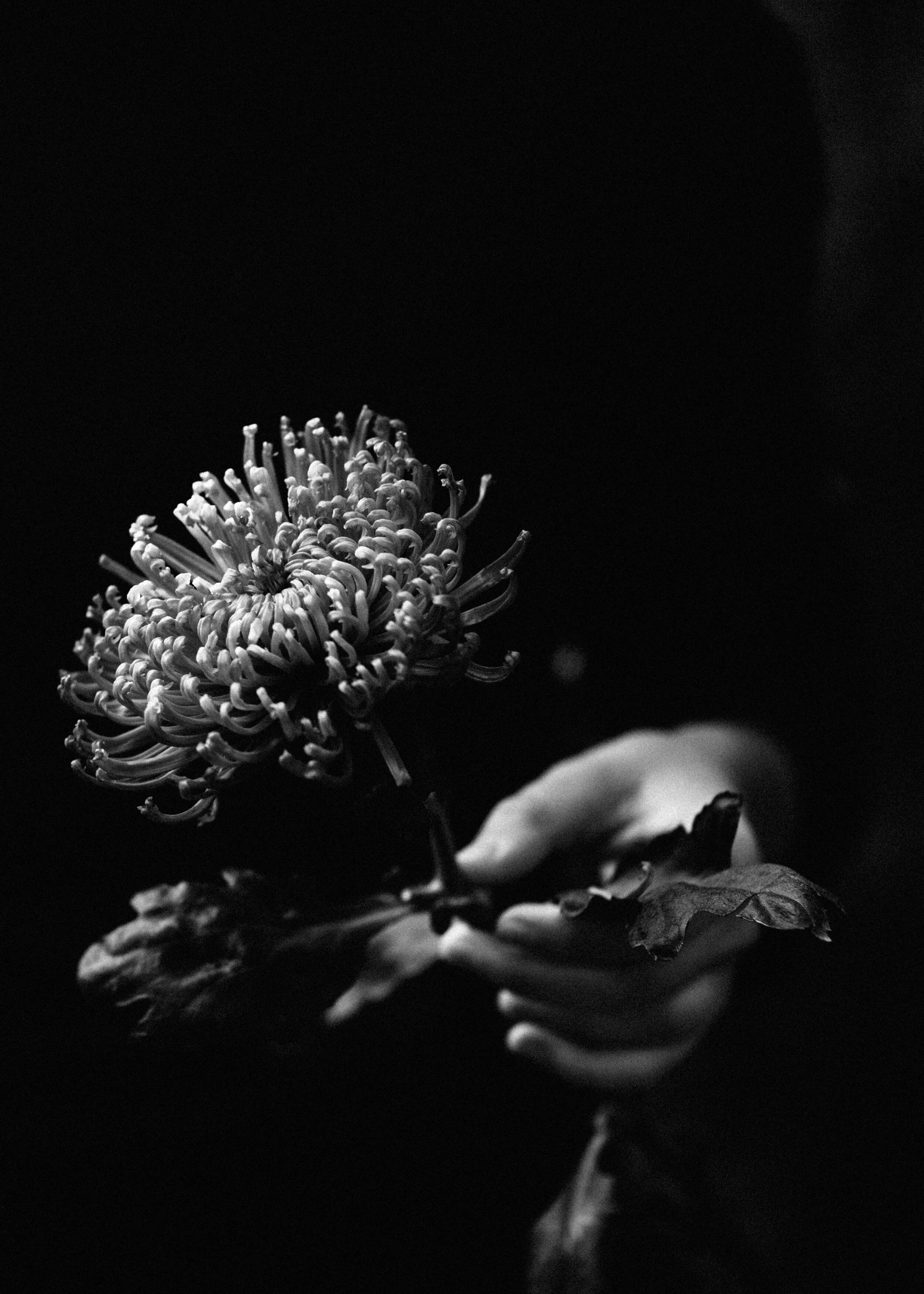 hand and chryanth-9479.jpg