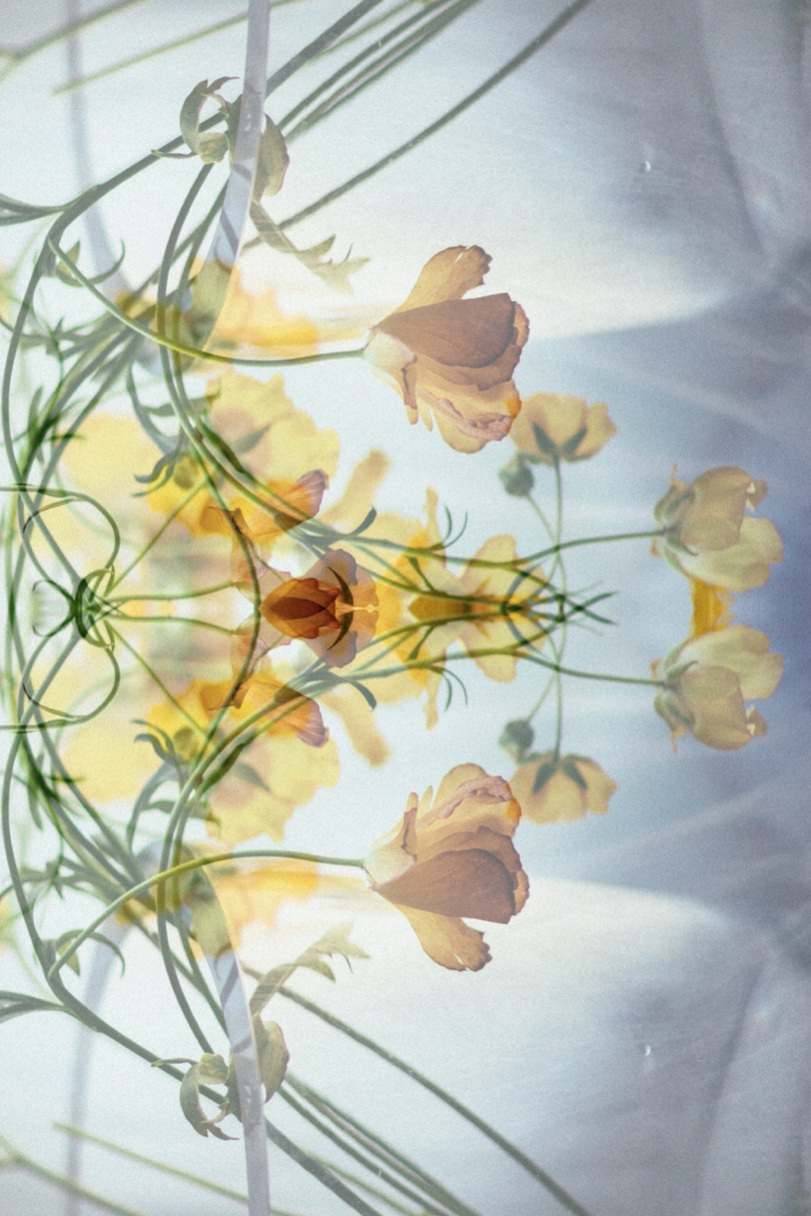 daisy 2.png