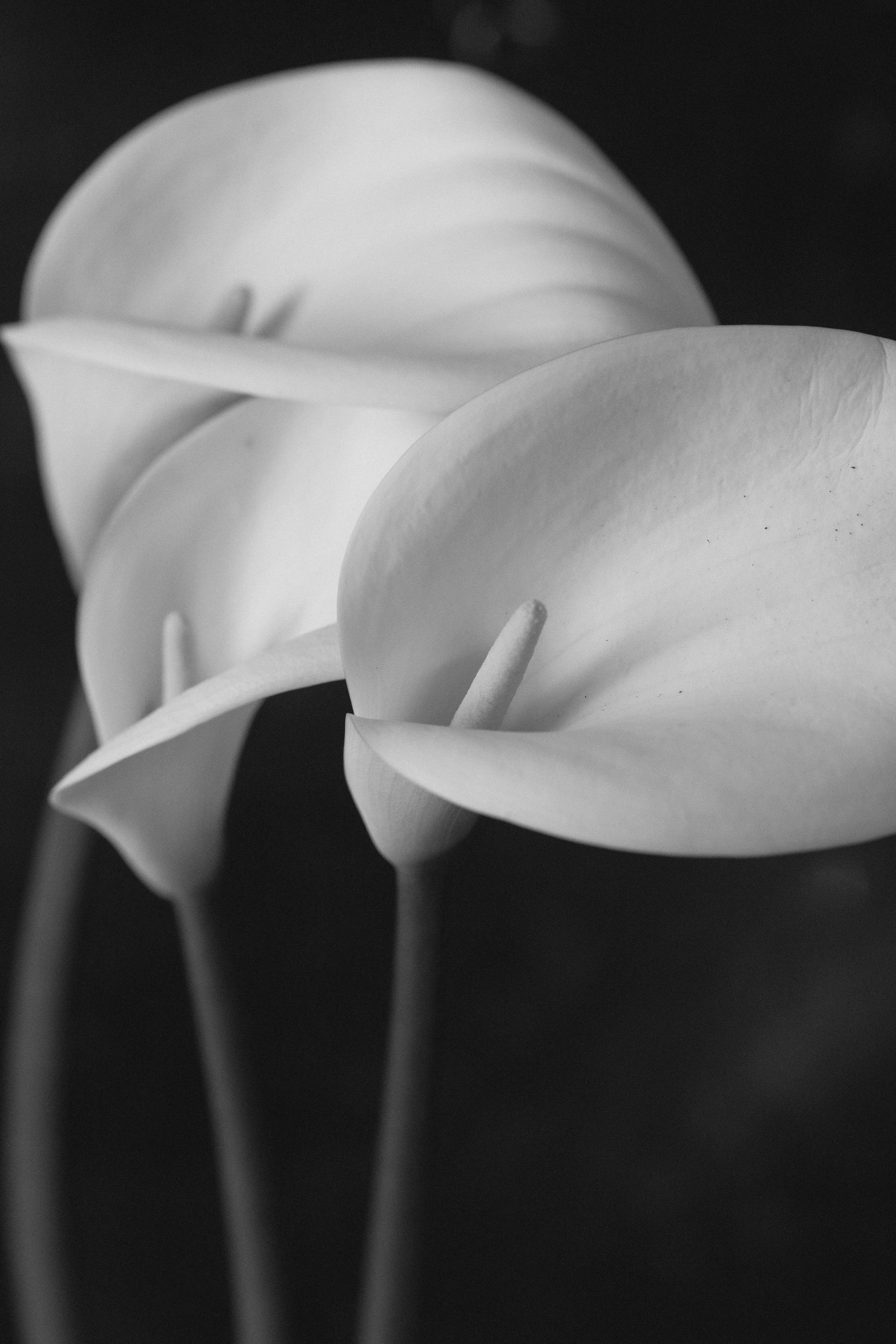 cala lily -3536.jpg