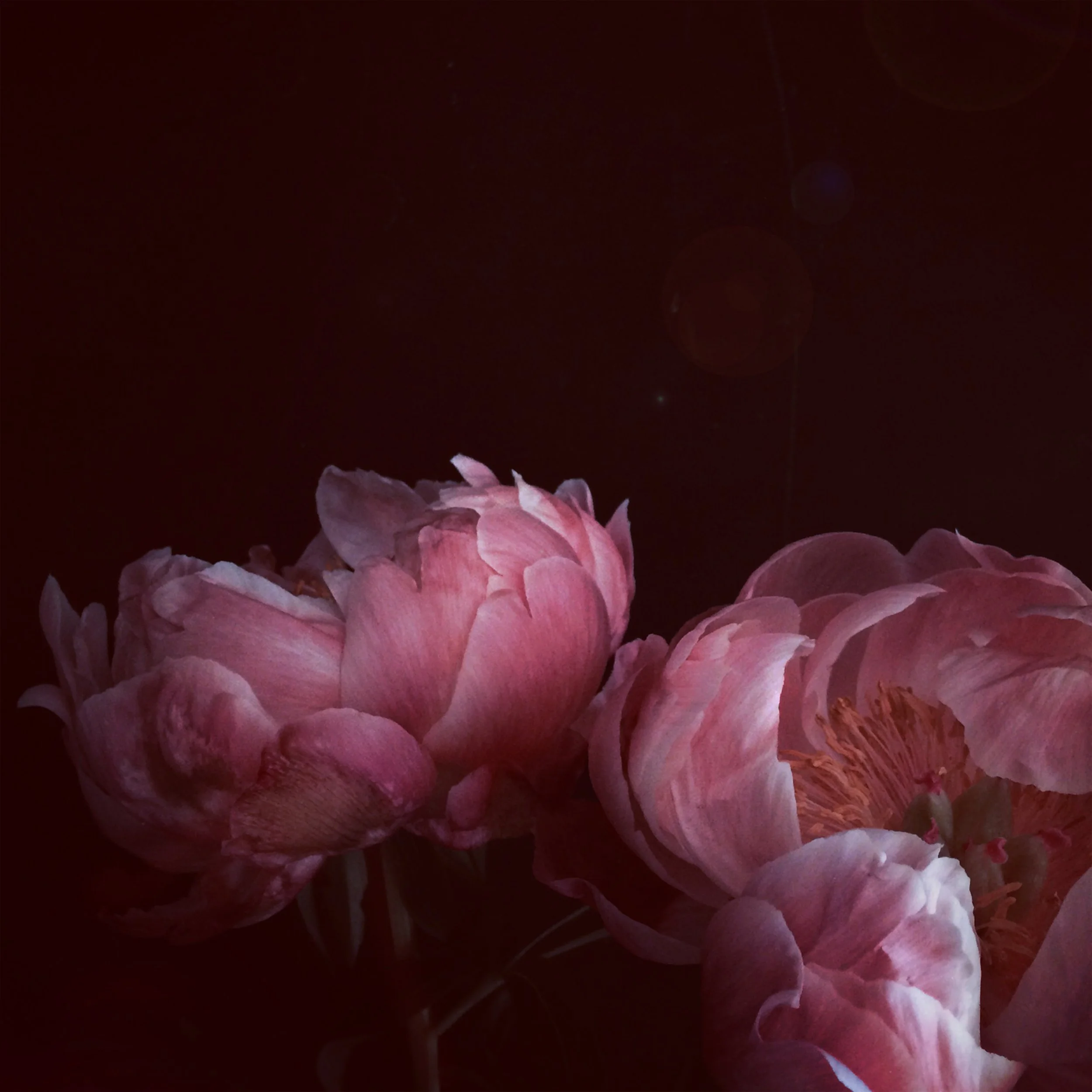 peony flower print gift mothers day@3x.jpg