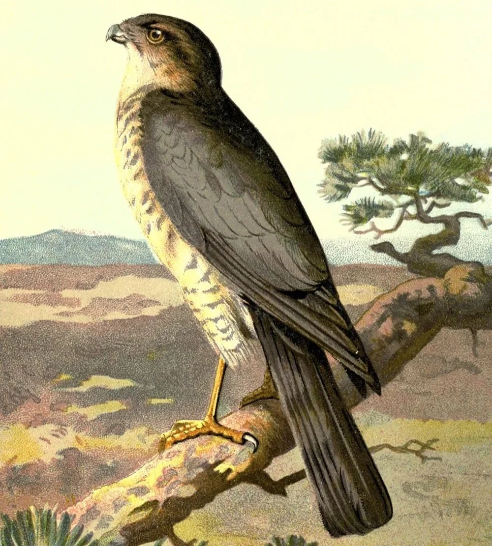 Early Summer Camp One, June 1-5, Steamboat Springs (Ages 2 1/2-6)