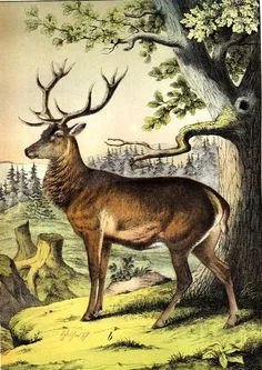 Mid-Summer Camp One, July 20-24, Olympia (Ages 2 1/2-6)