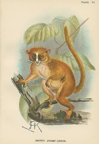 Vintage Lemur.jpeg