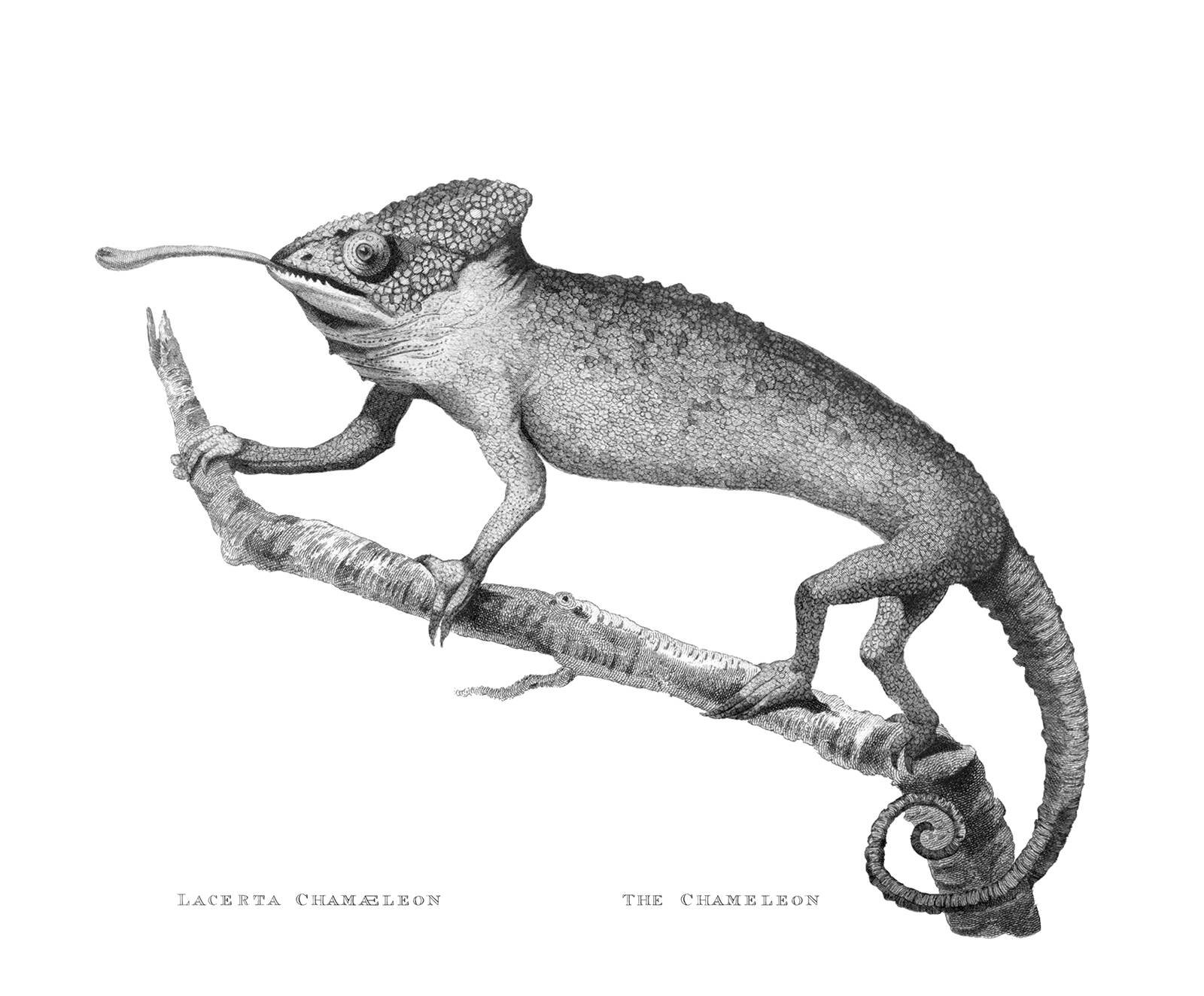 Vintage Chameleon.jpeg