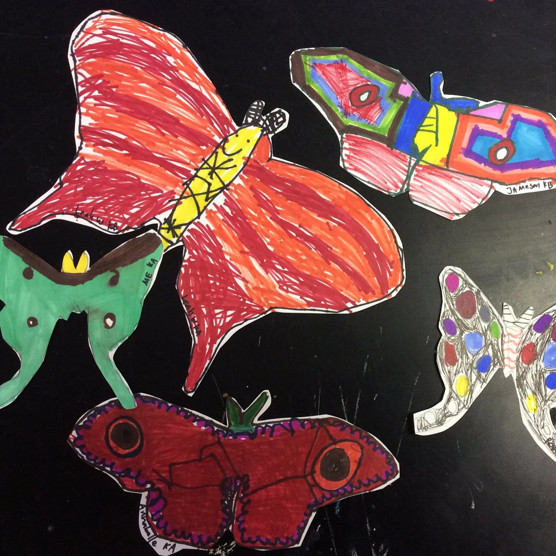 Butterflies and Beetles