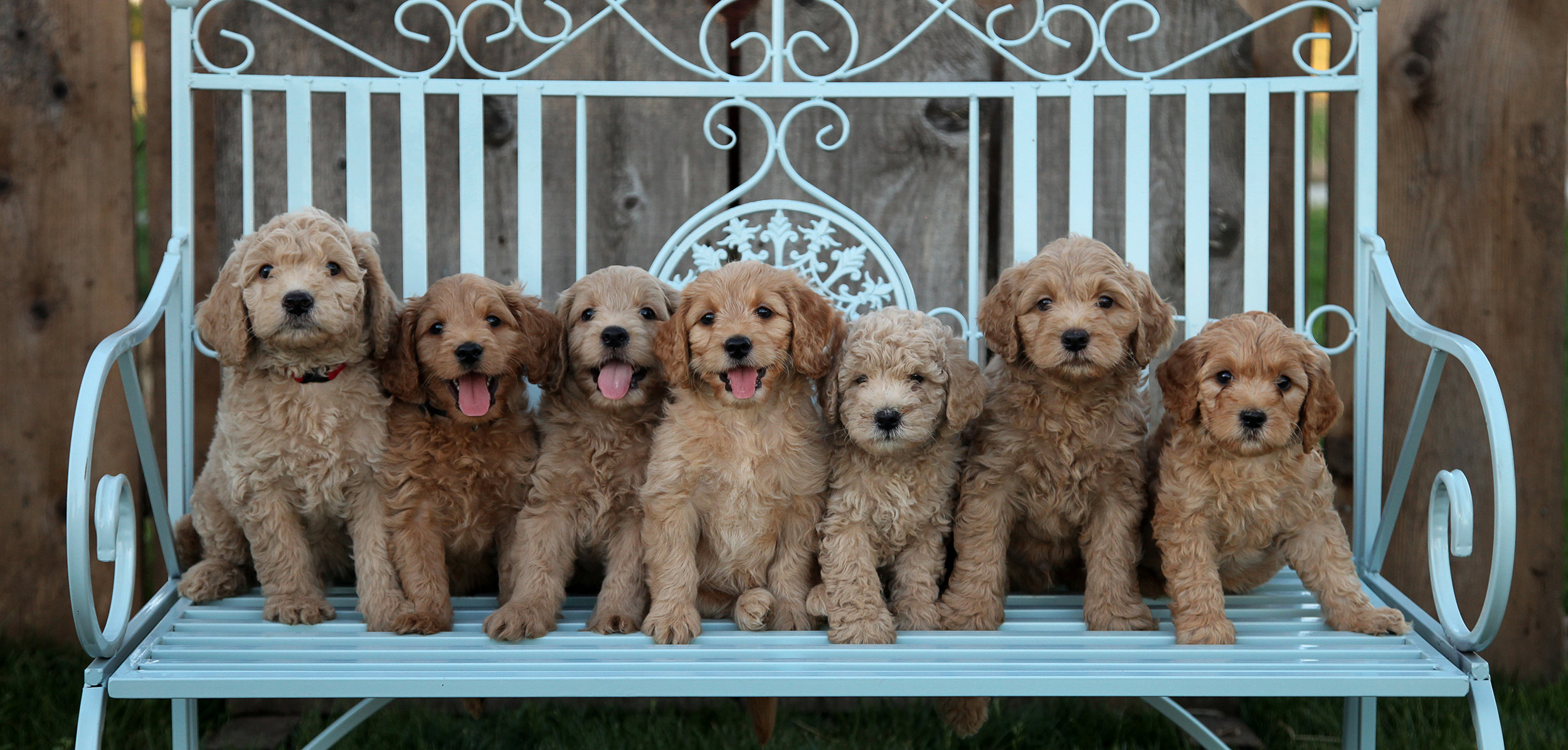 Labradoodle and Goldendoodle Puppies