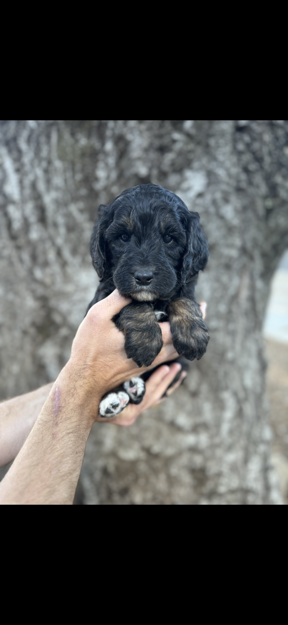  Red Collar - Reserved by Fred