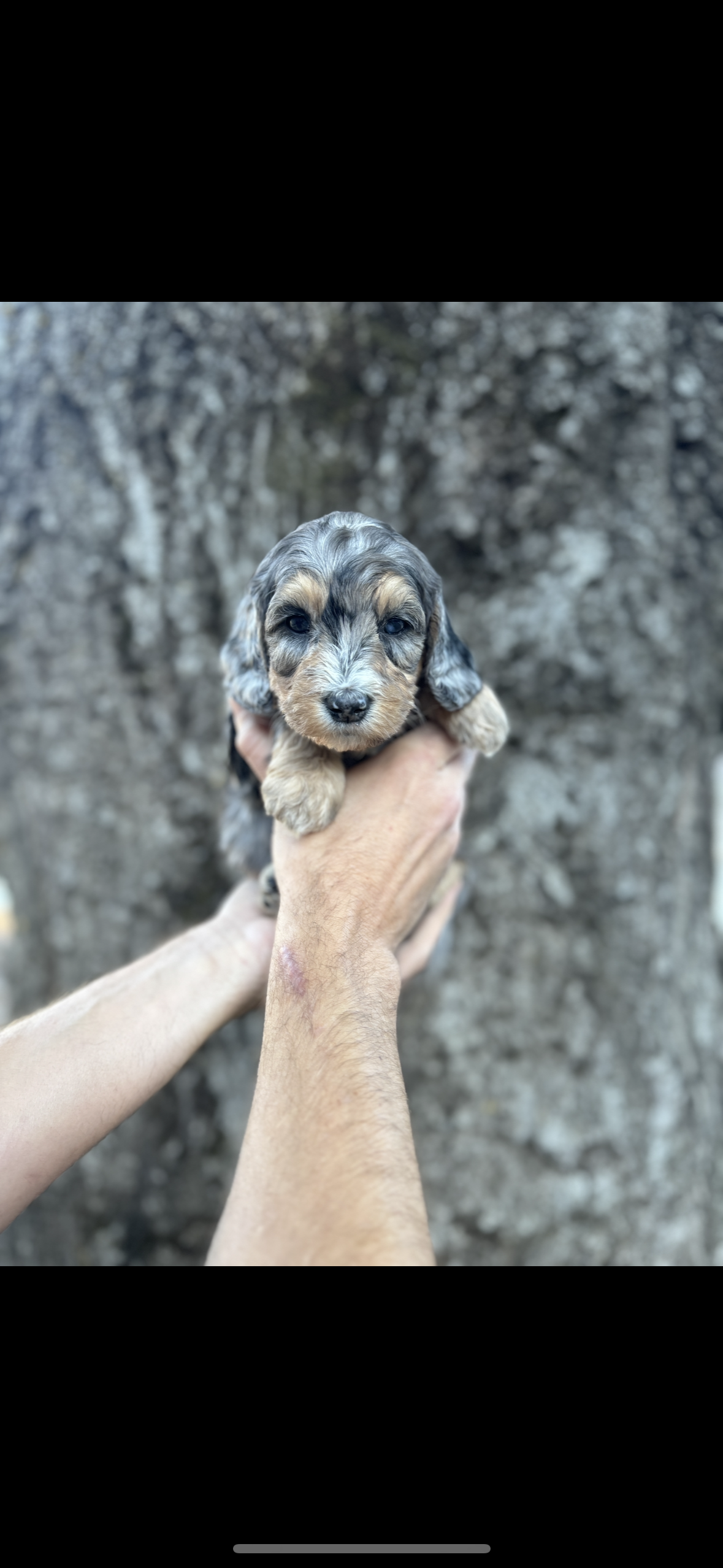 Purple Collar - Reserved by Alyson R