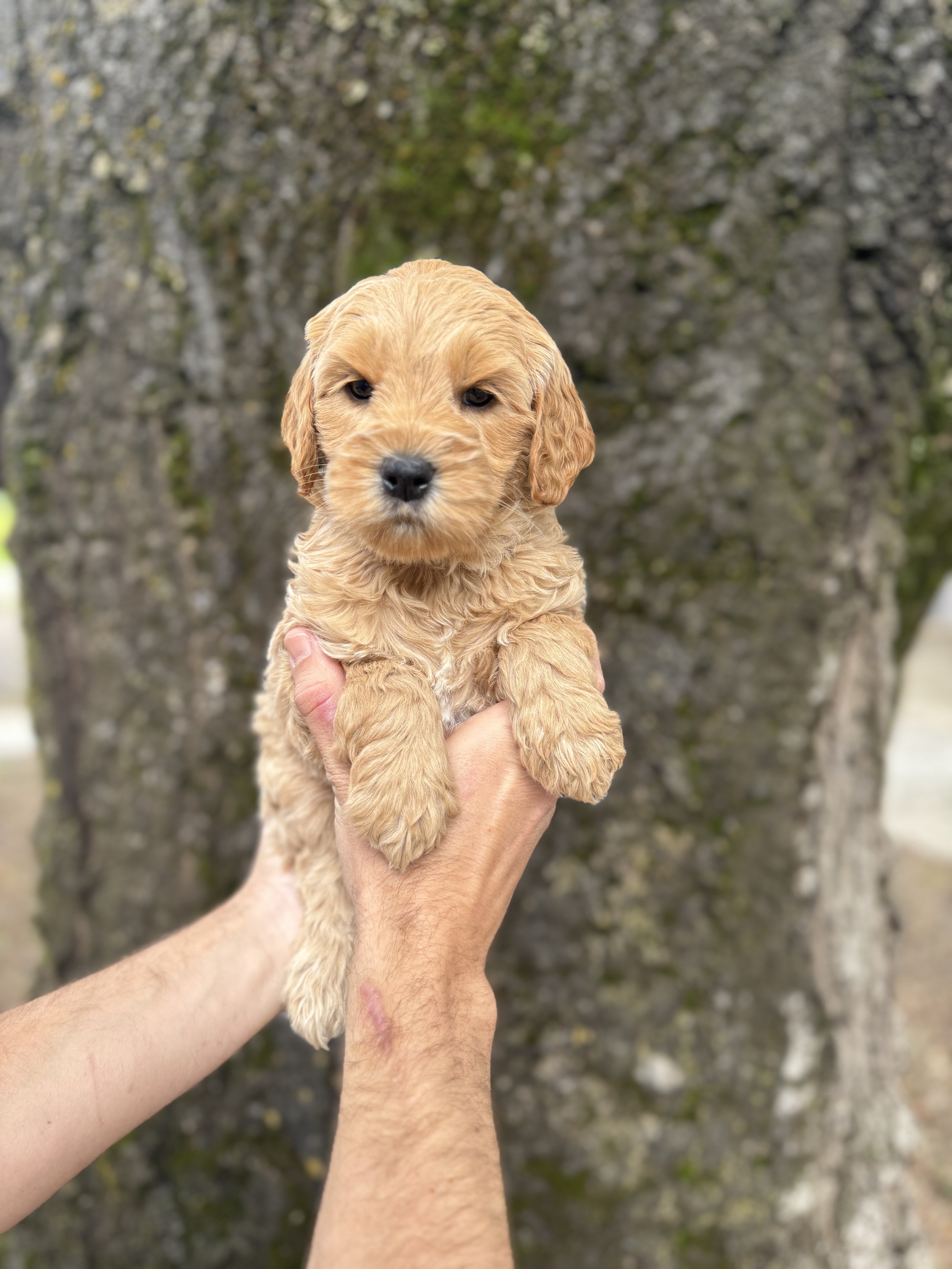 Yellow Collar - Reserved by Donna