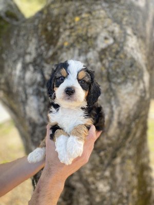 Purple Collar - Reserved