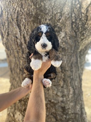 Yellow Collar - Reserved by Danielle