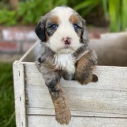 Purple Collar Female