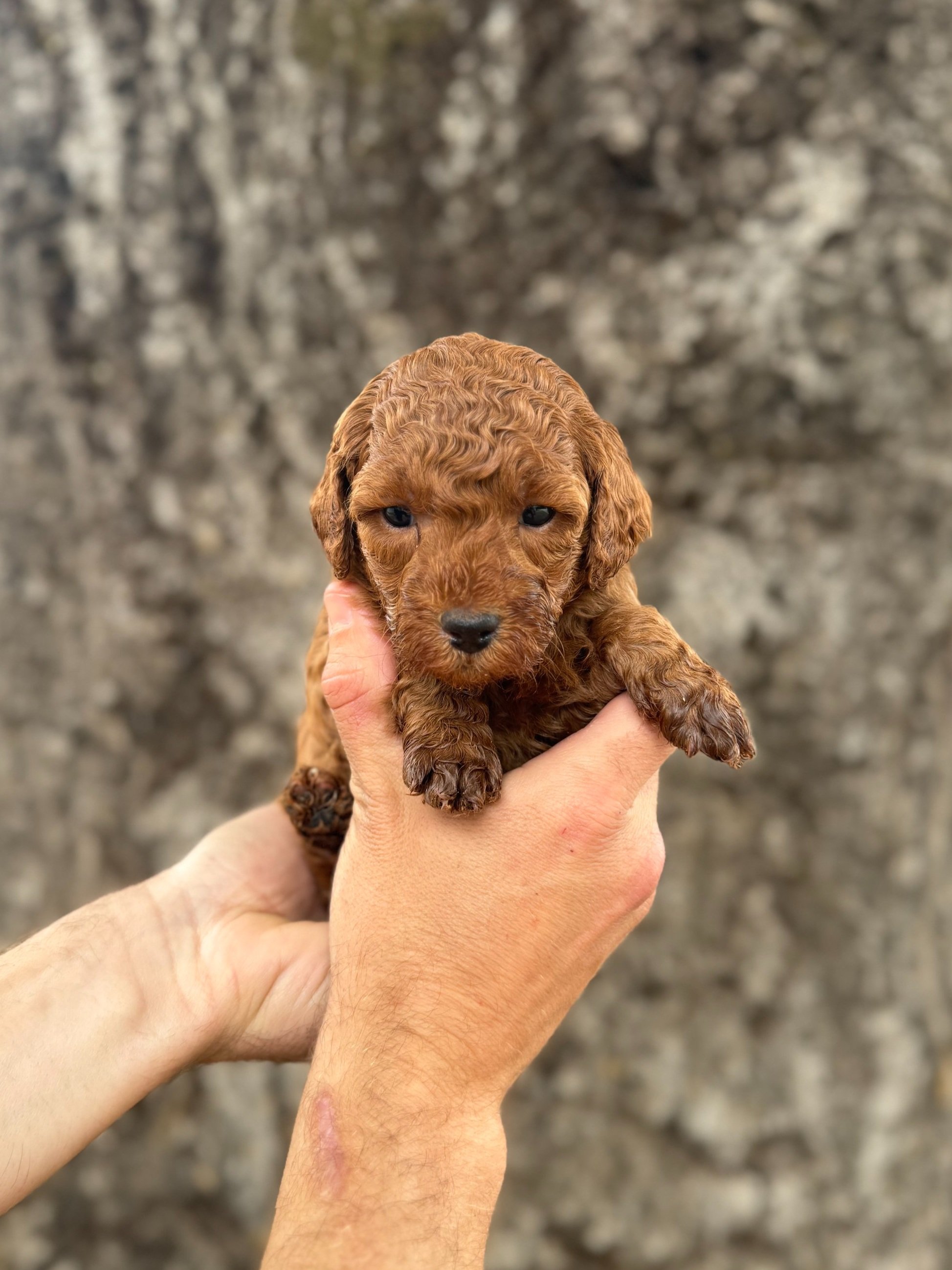 Purple Collar Female