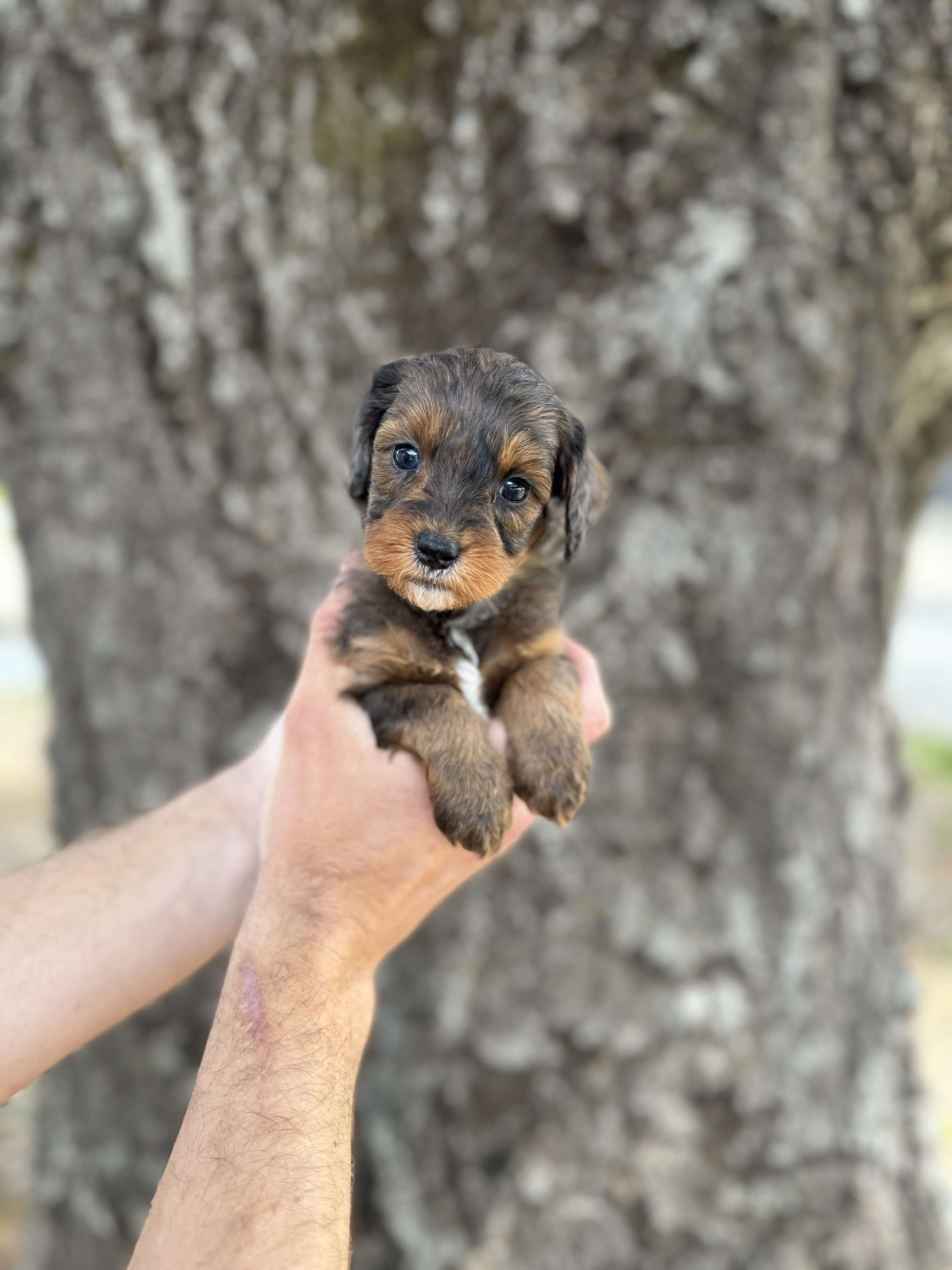 Yellow Collar - Reserved by Day
