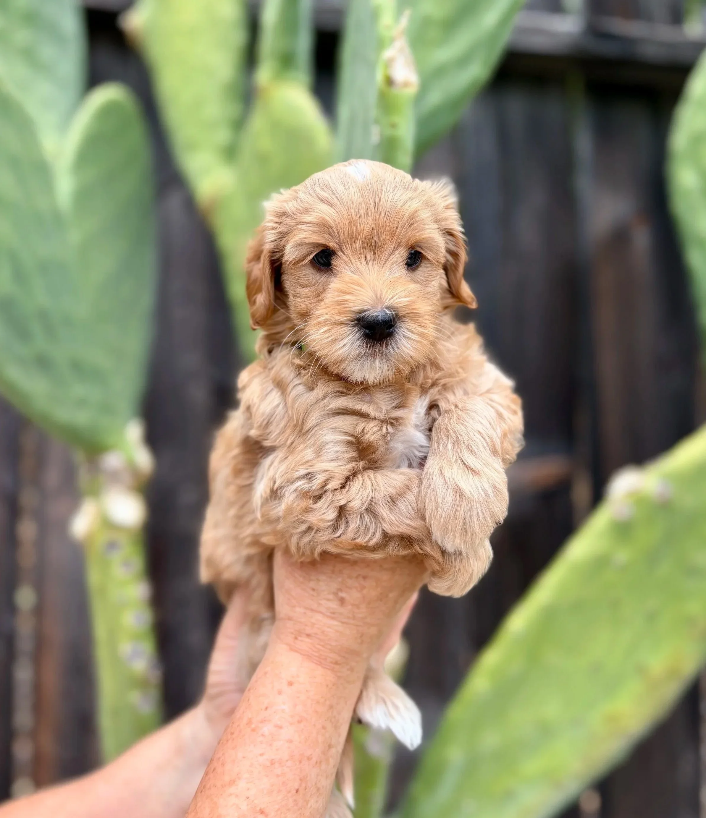 Green Collar Male