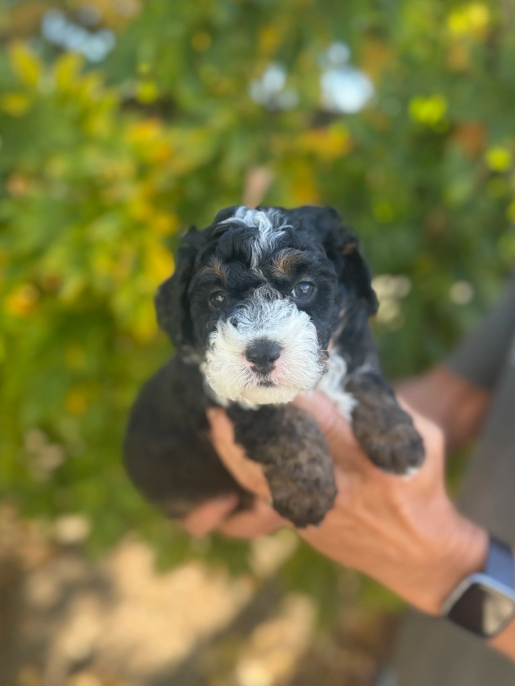 Yellow Collar Female