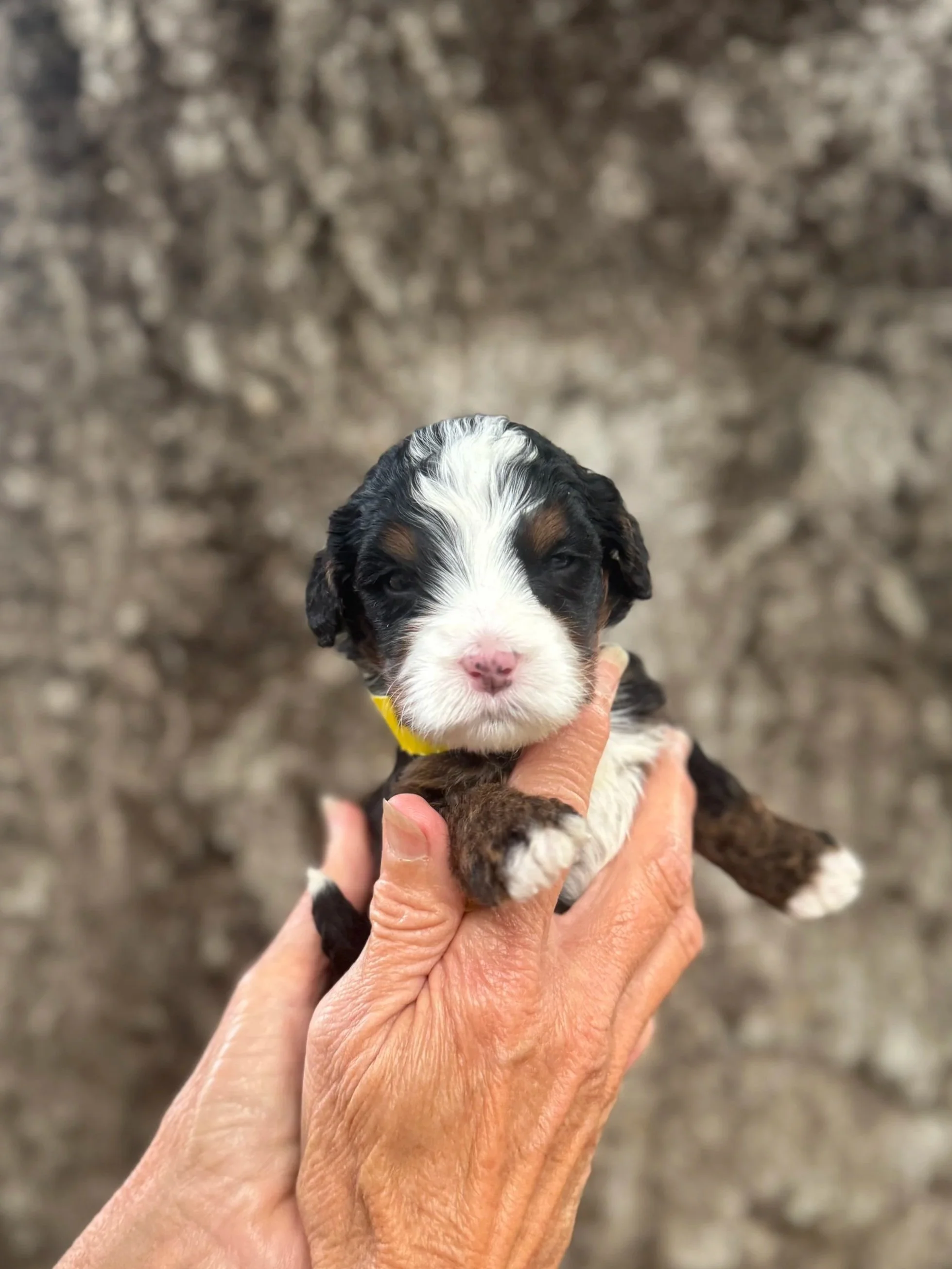 Yellow Collar Female