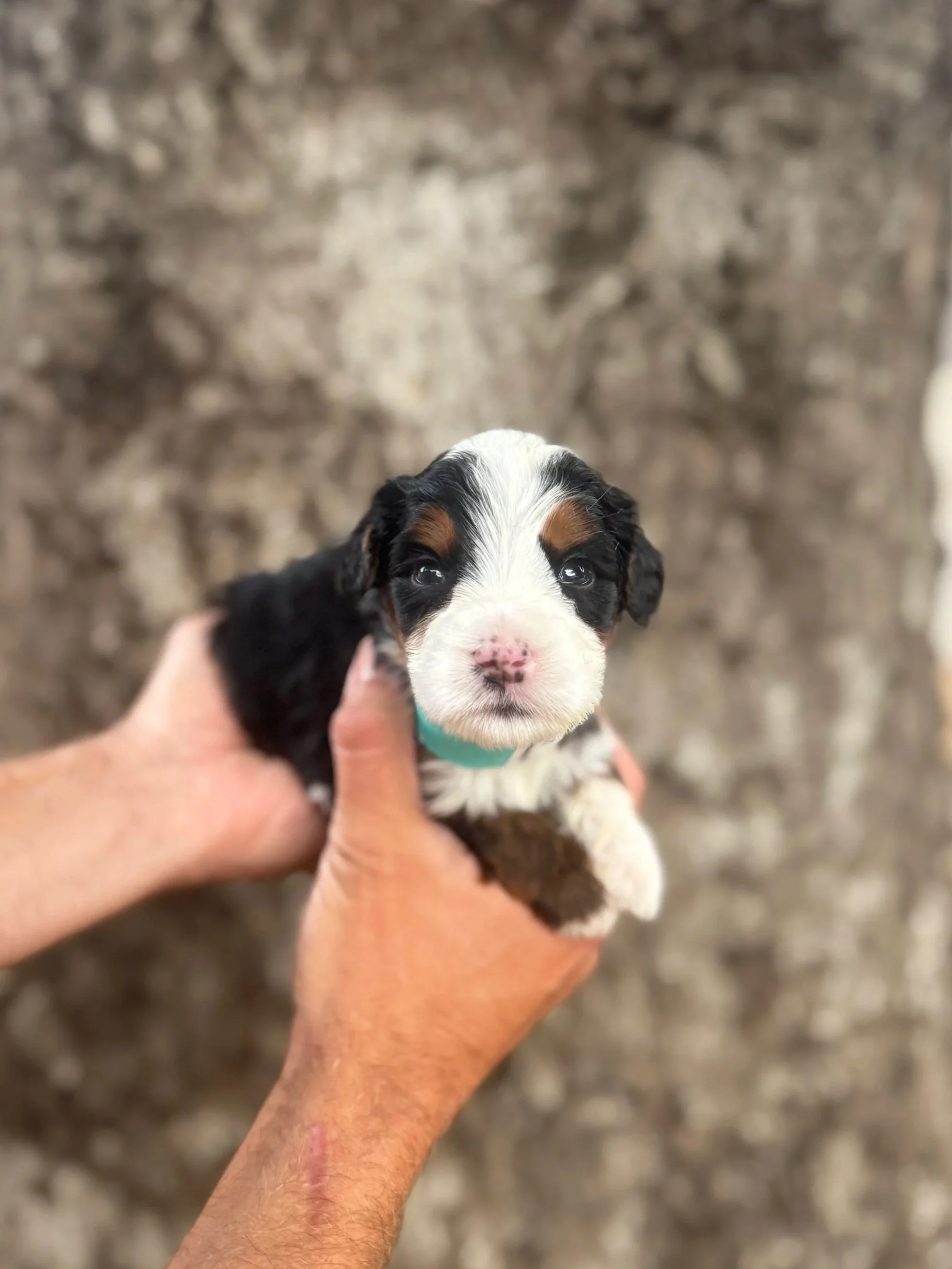 Teal Collar Female