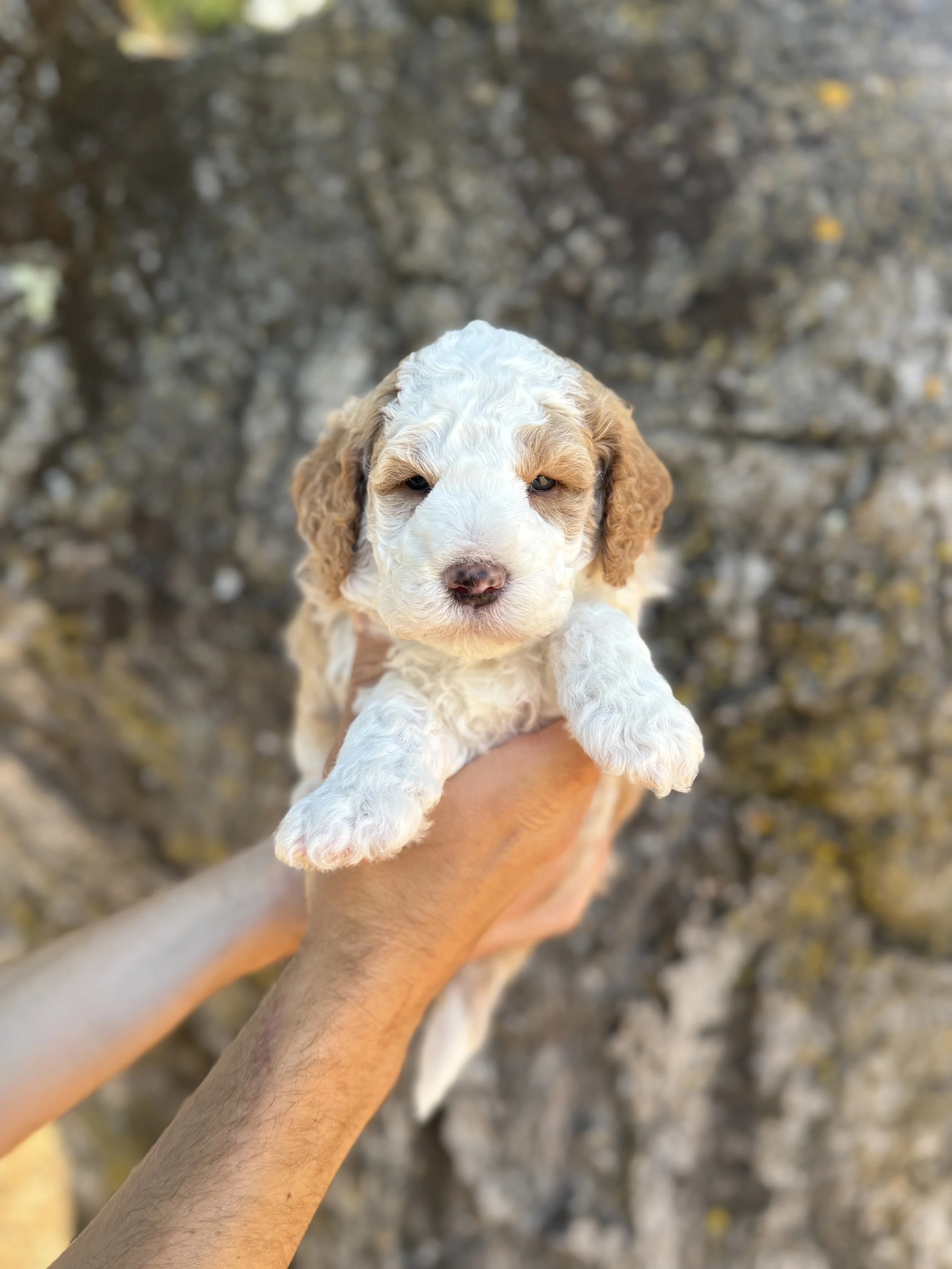 Tan Collar - Reserved by Andrea