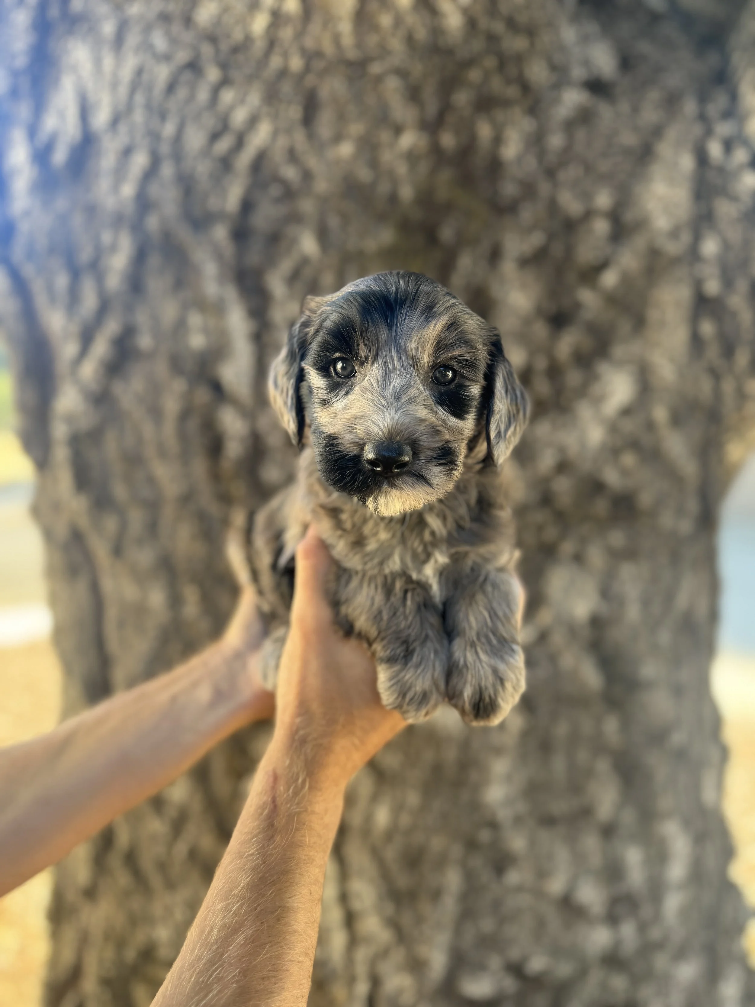 Black Collar - Reserved by Aly