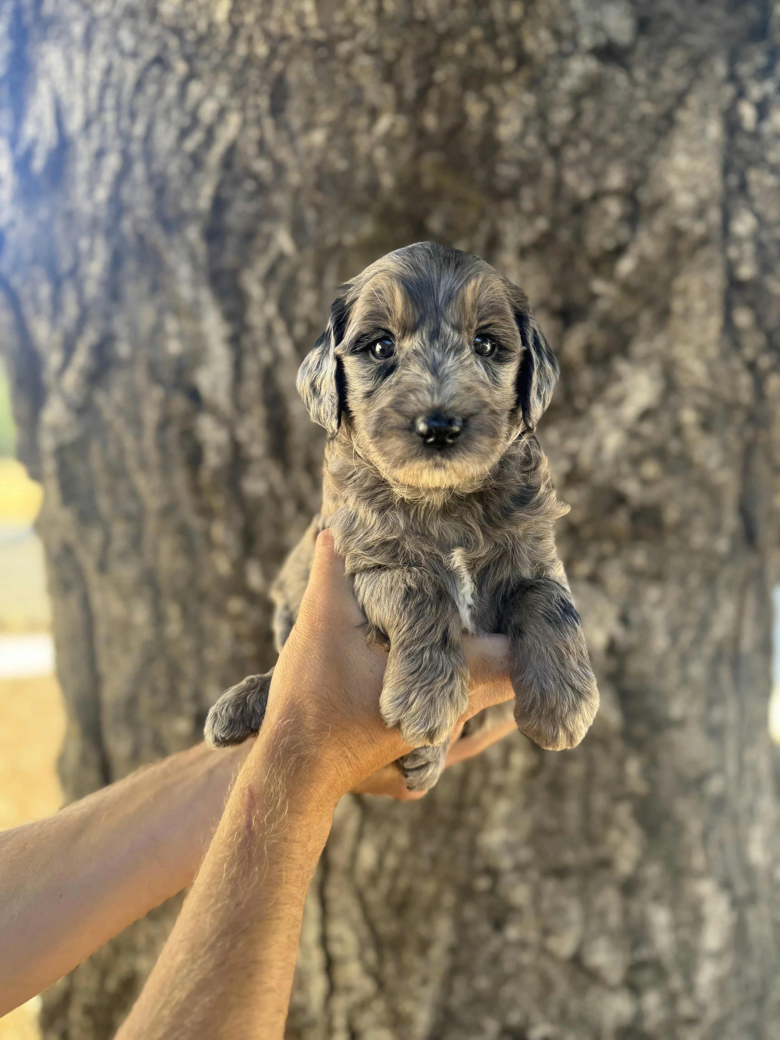 Purple Collar - Reserved by Martin