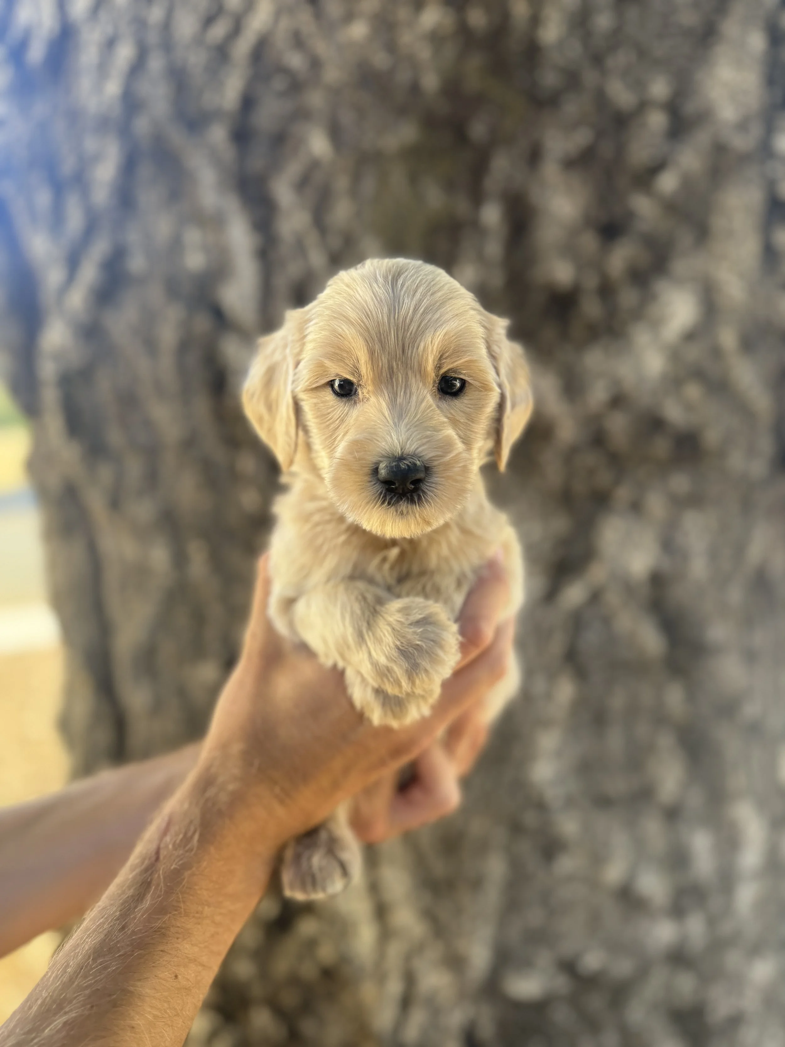 Green Collar - Reserved by Kiley