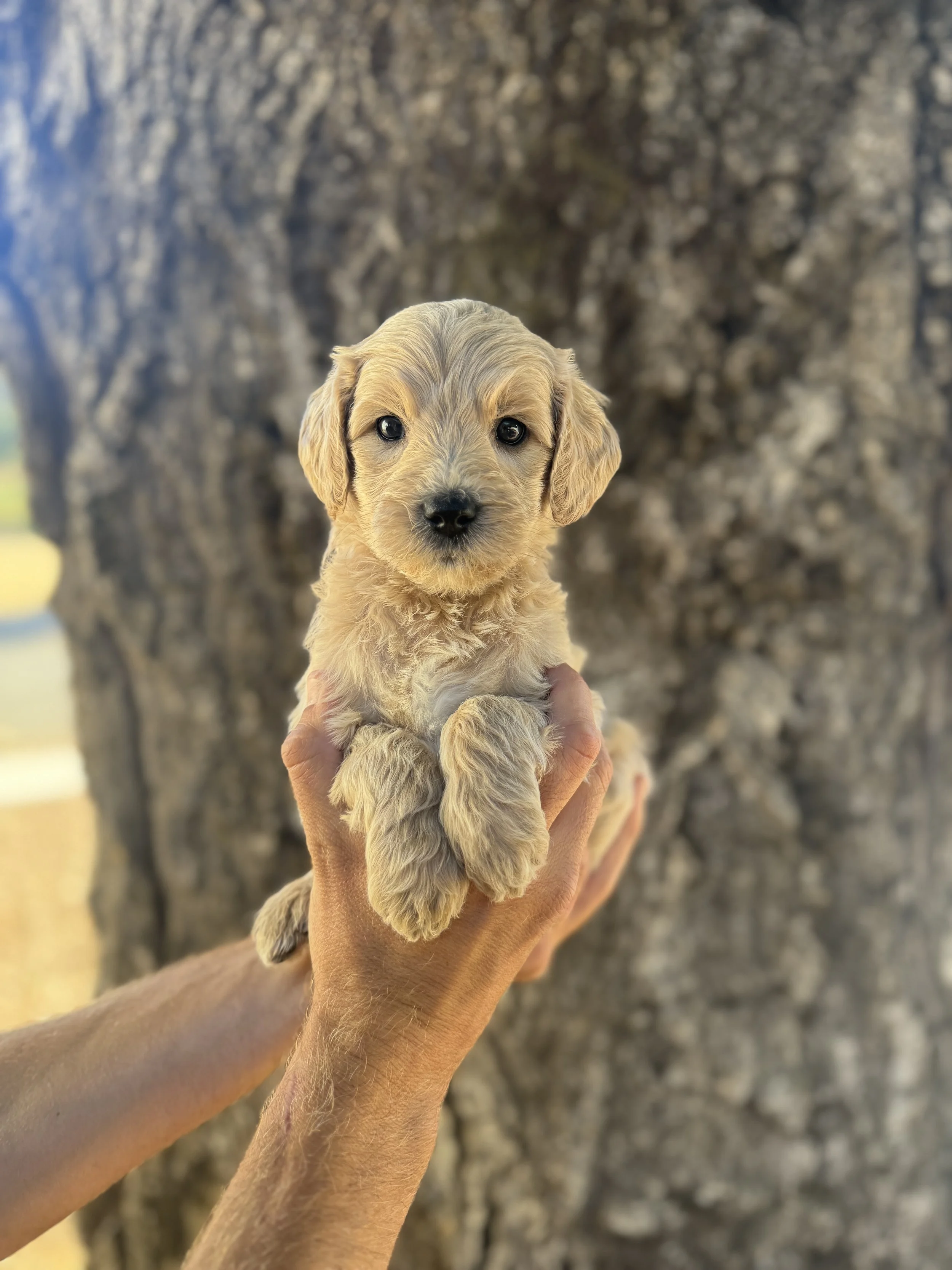 Yellow Collar - Reserved by Amy