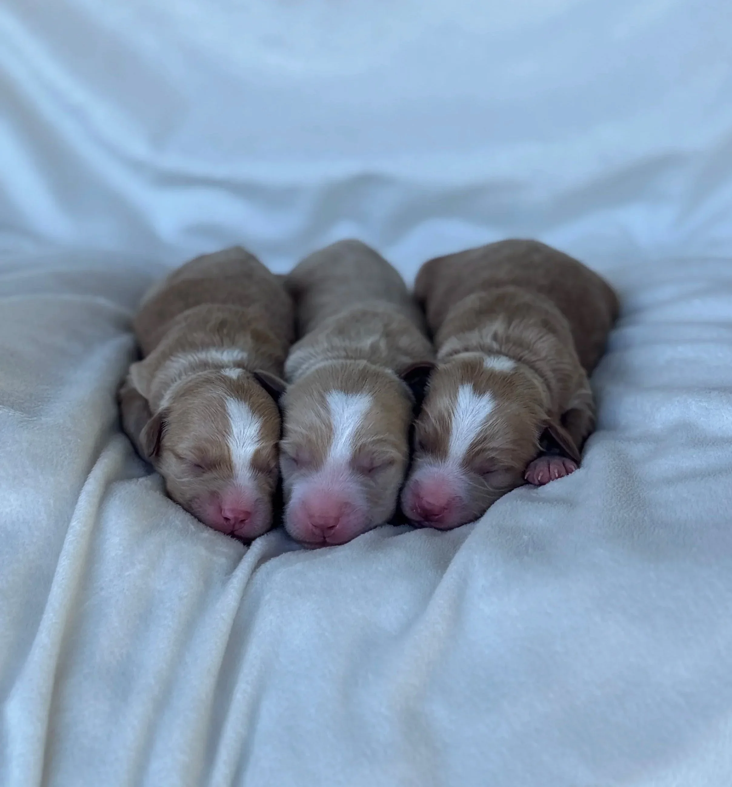 Female (left), Males