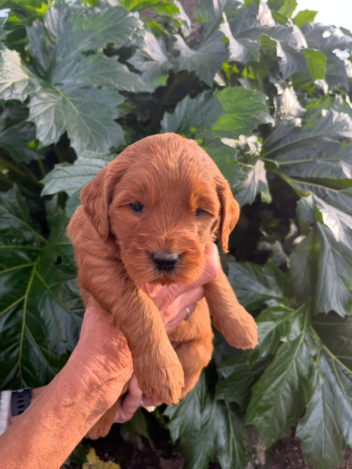 Yellow Collar Female