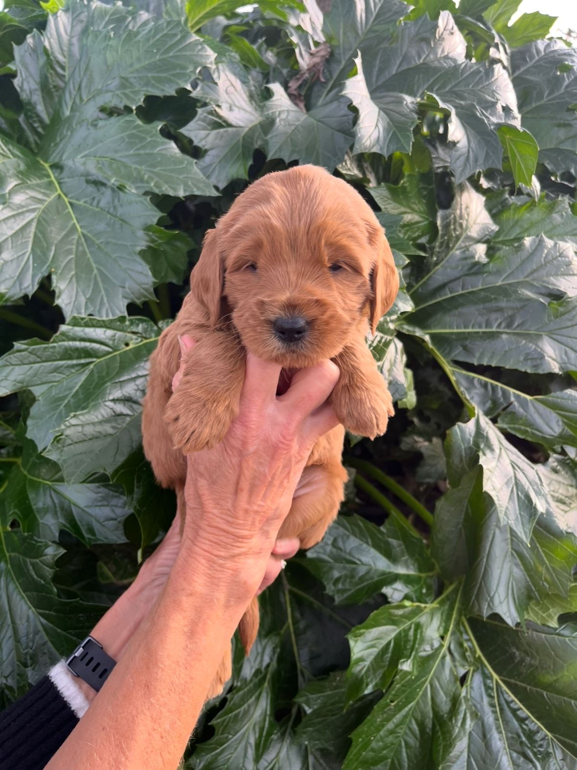 Purple Collar Female