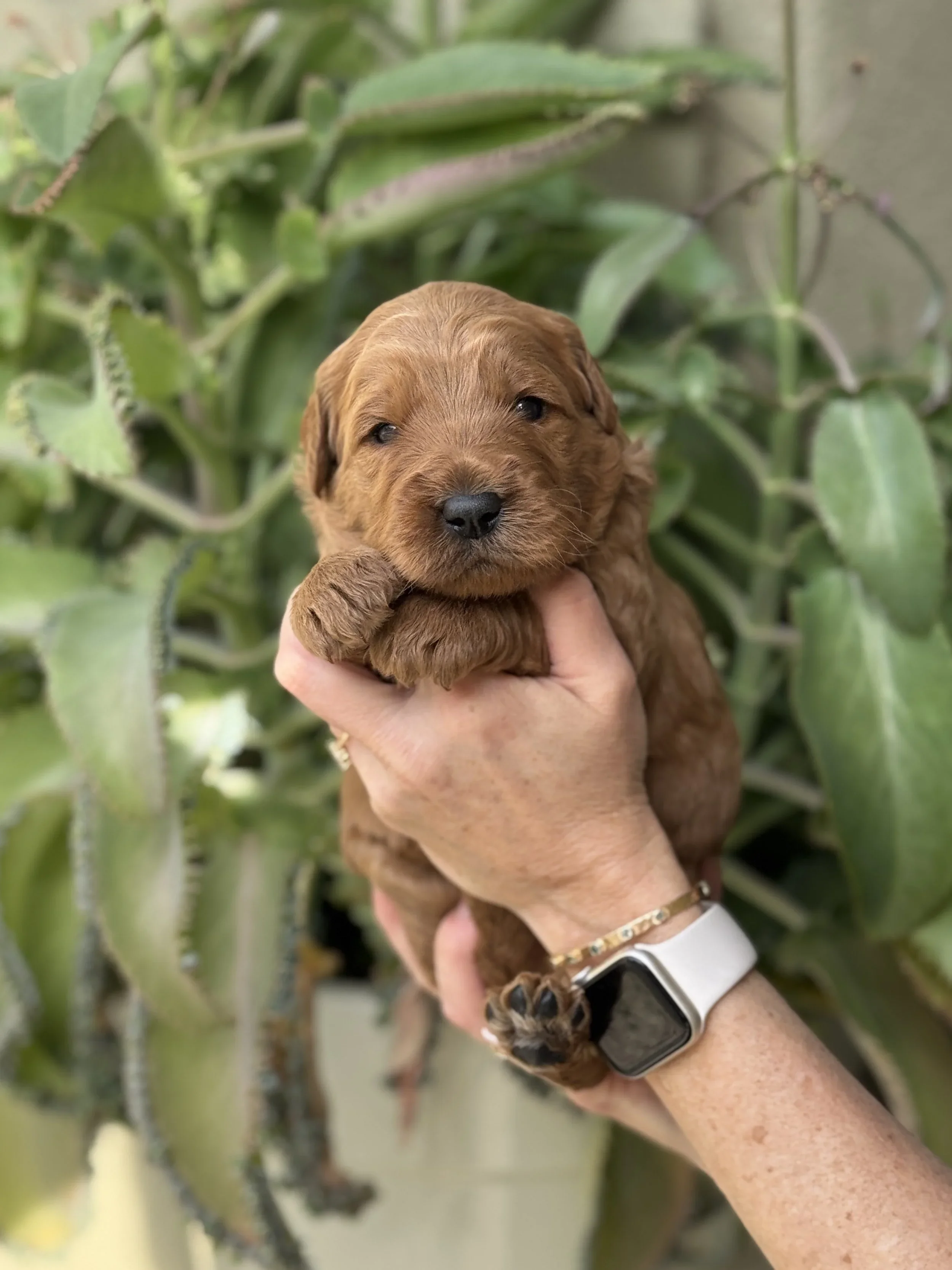 Purple Collar Female