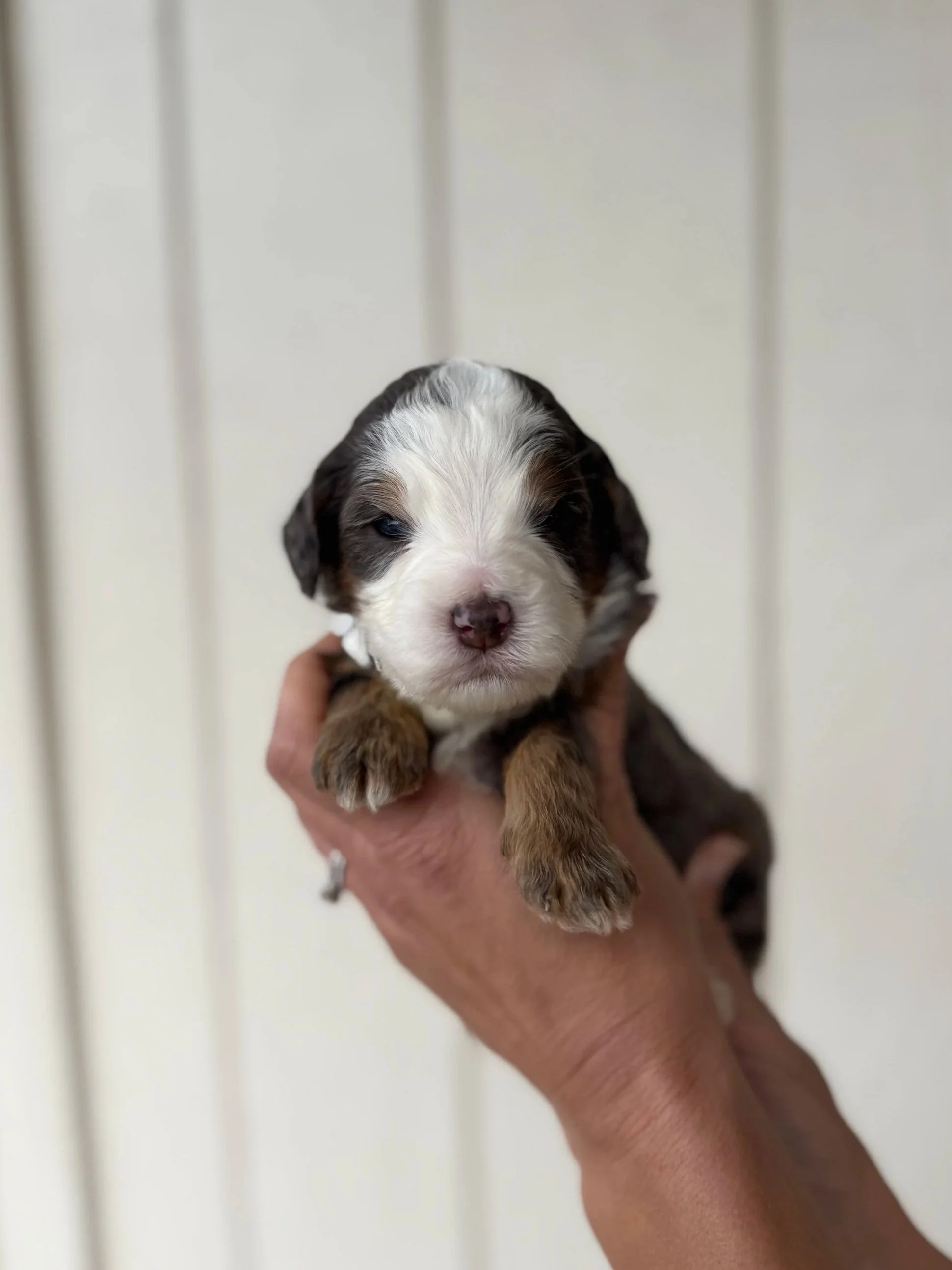 Yellow Collar Female