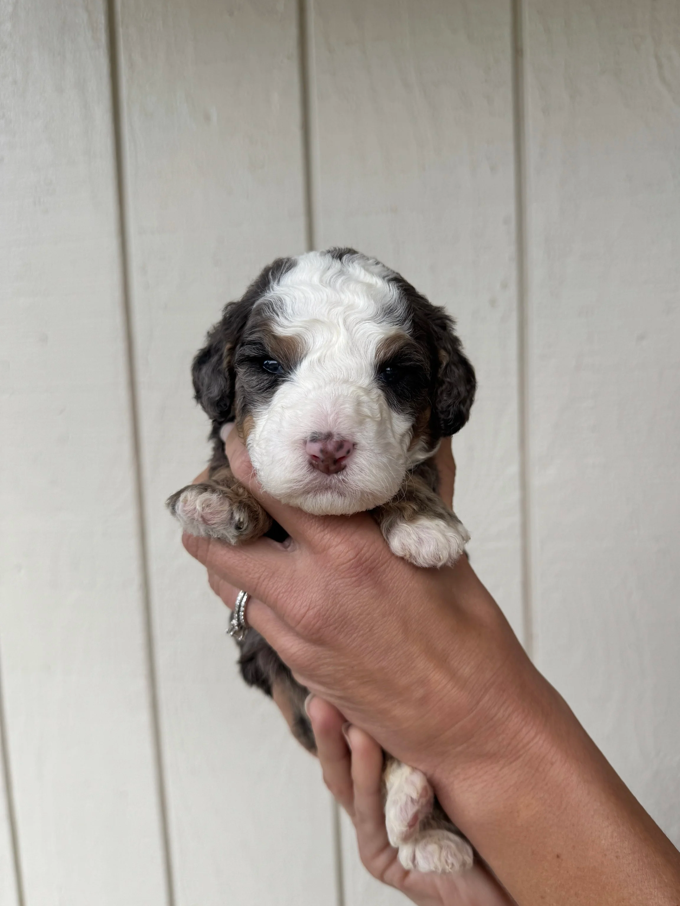 Turquoise Collar Female