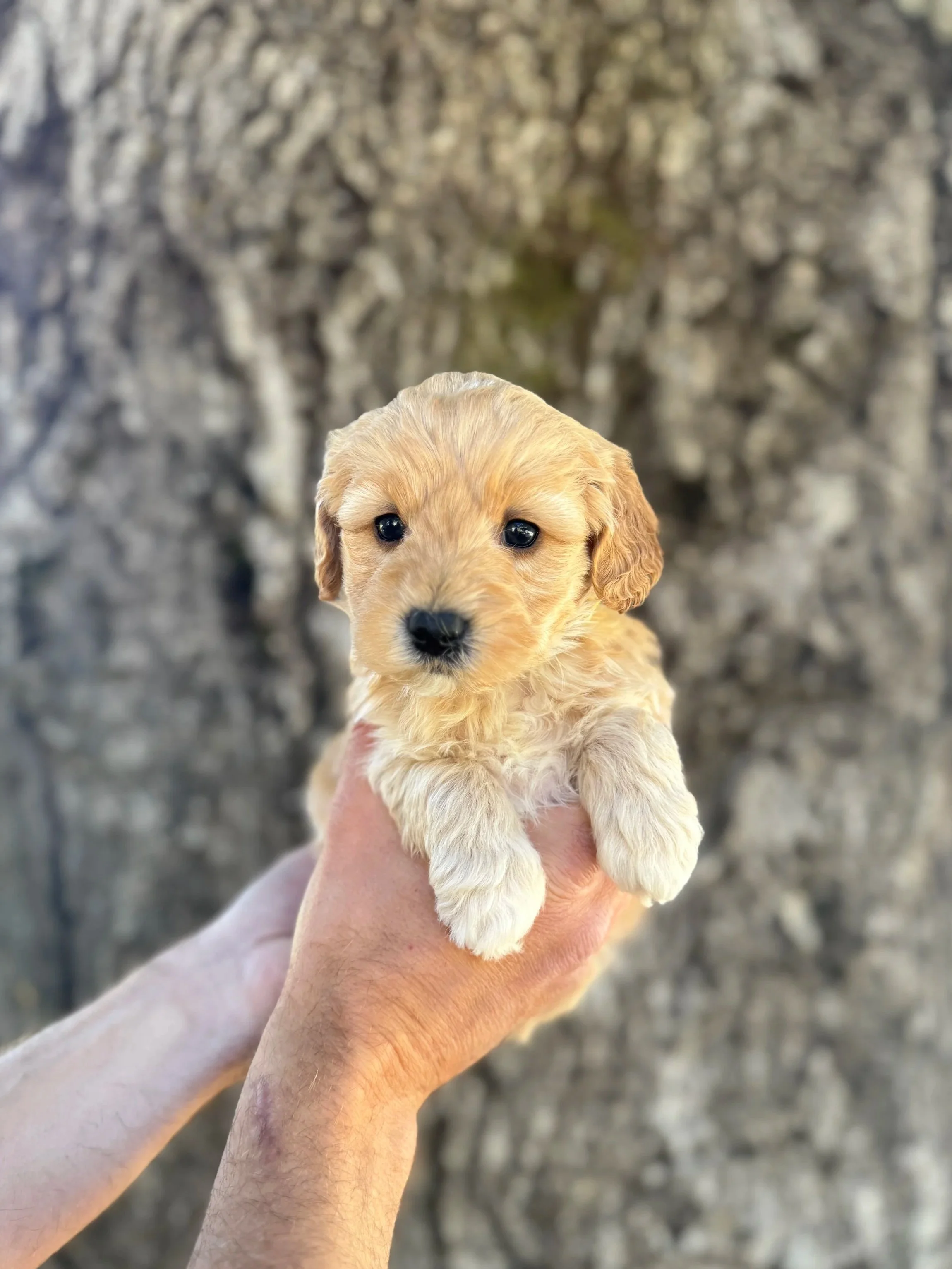 Yellow Collar Female