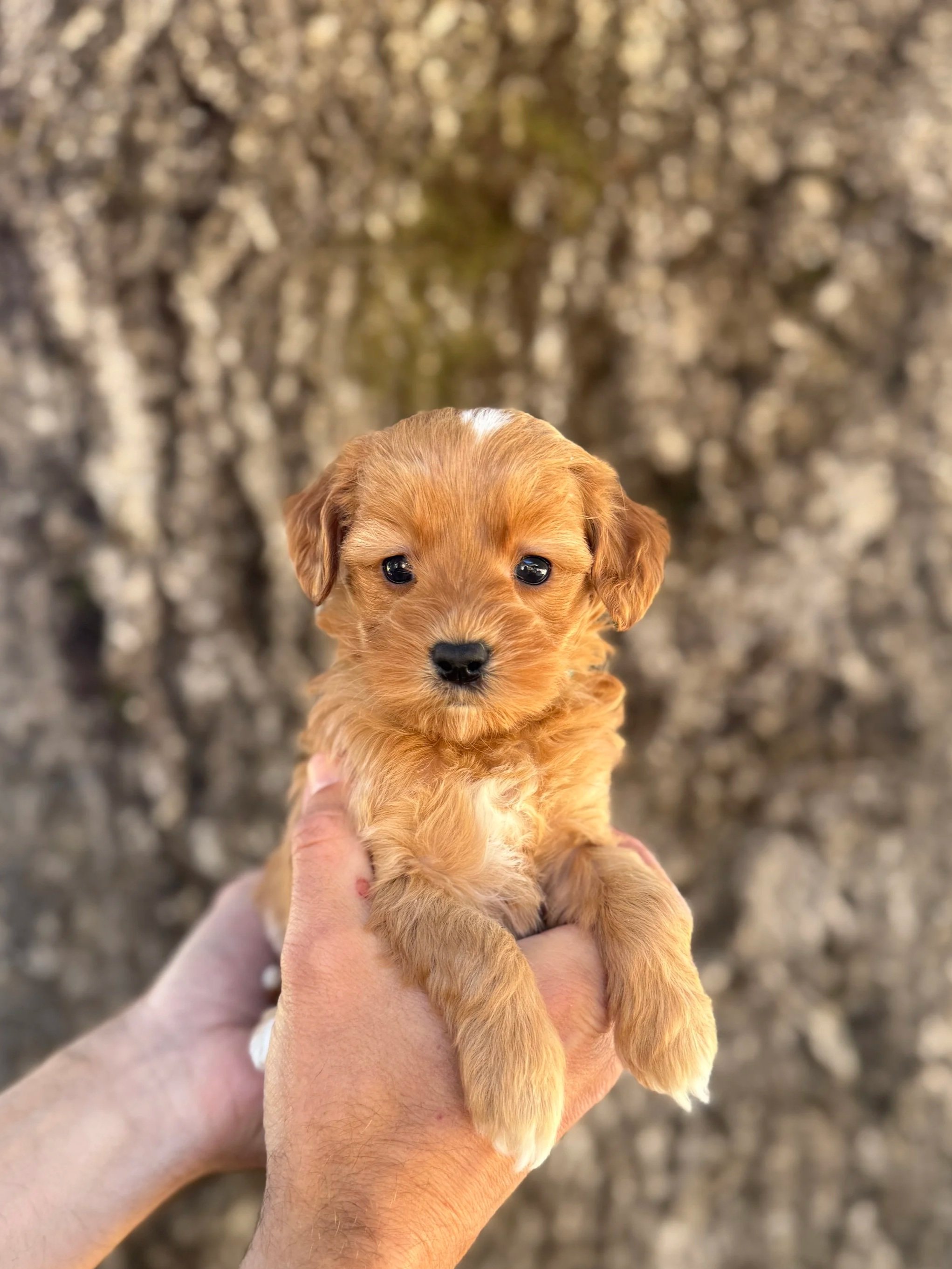 Turquoise Collar Female