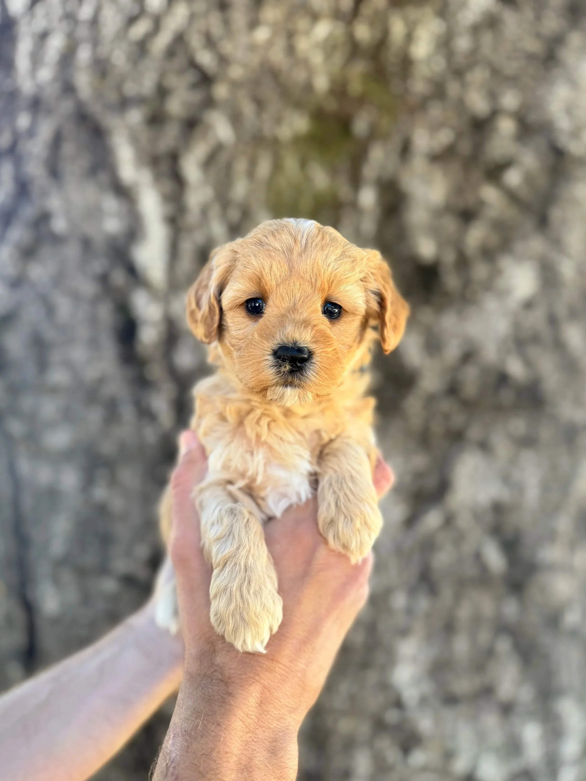 Silver Collar Female