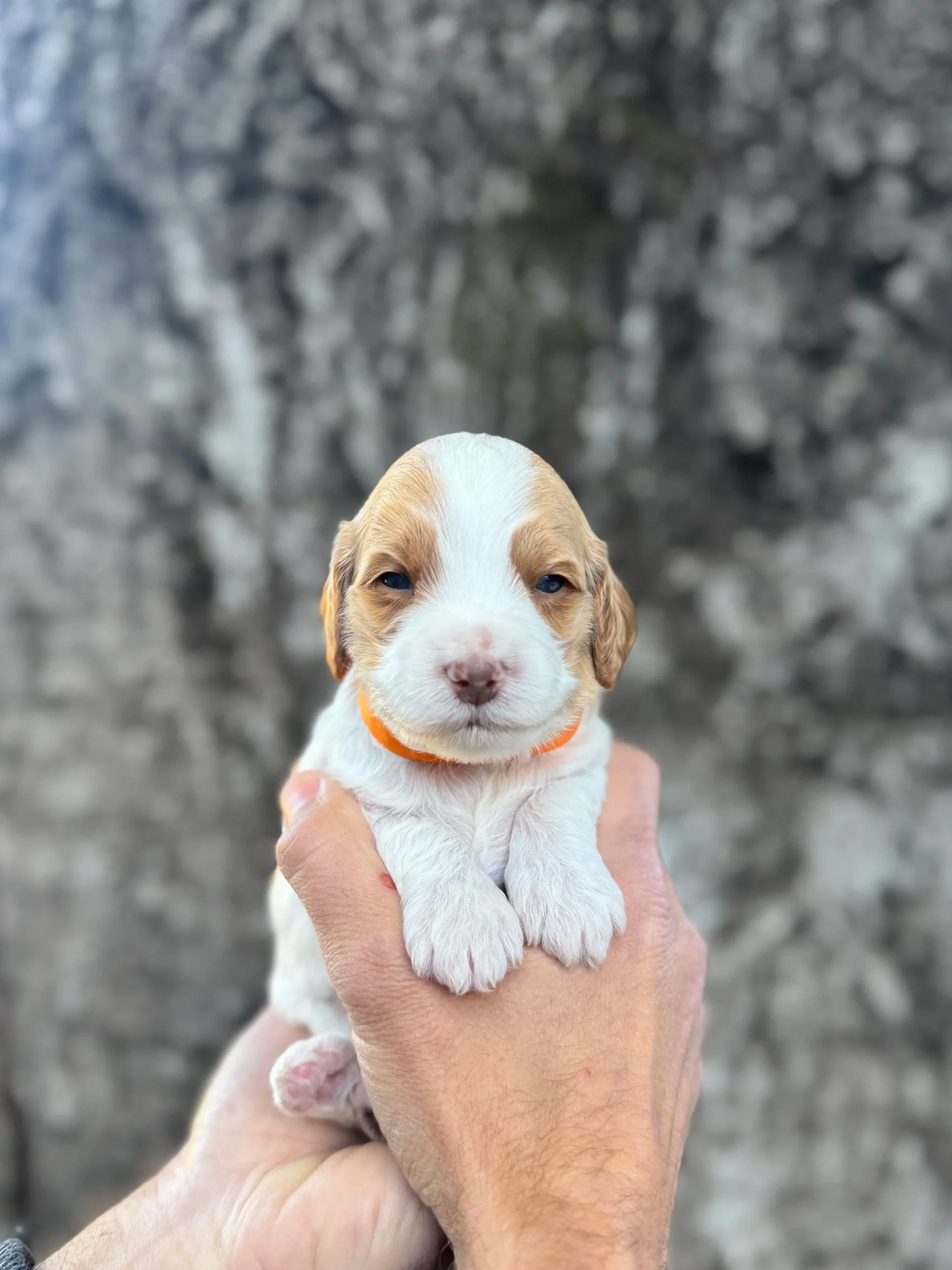 Orange Collar Female