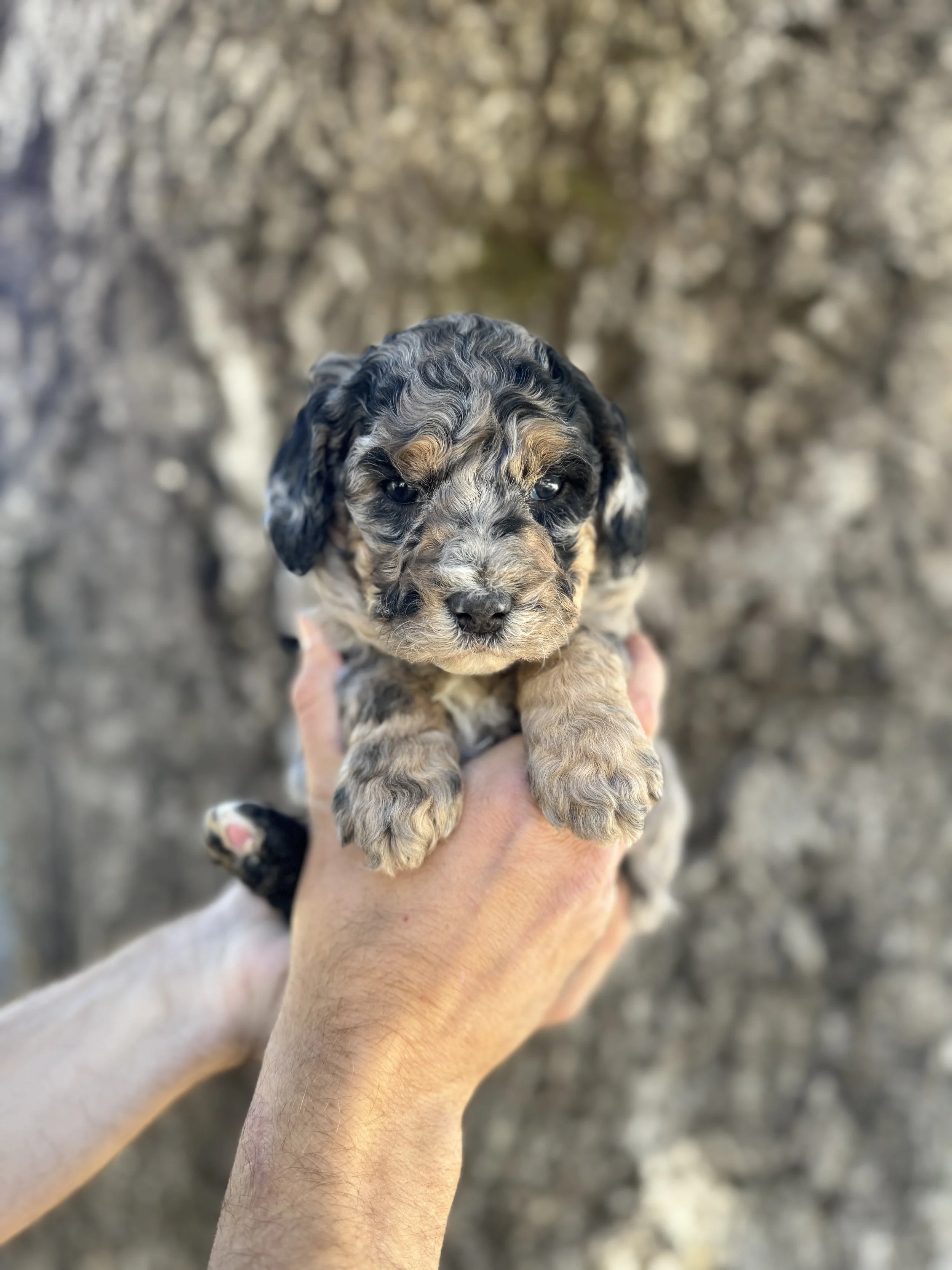 Purple Collar Female
