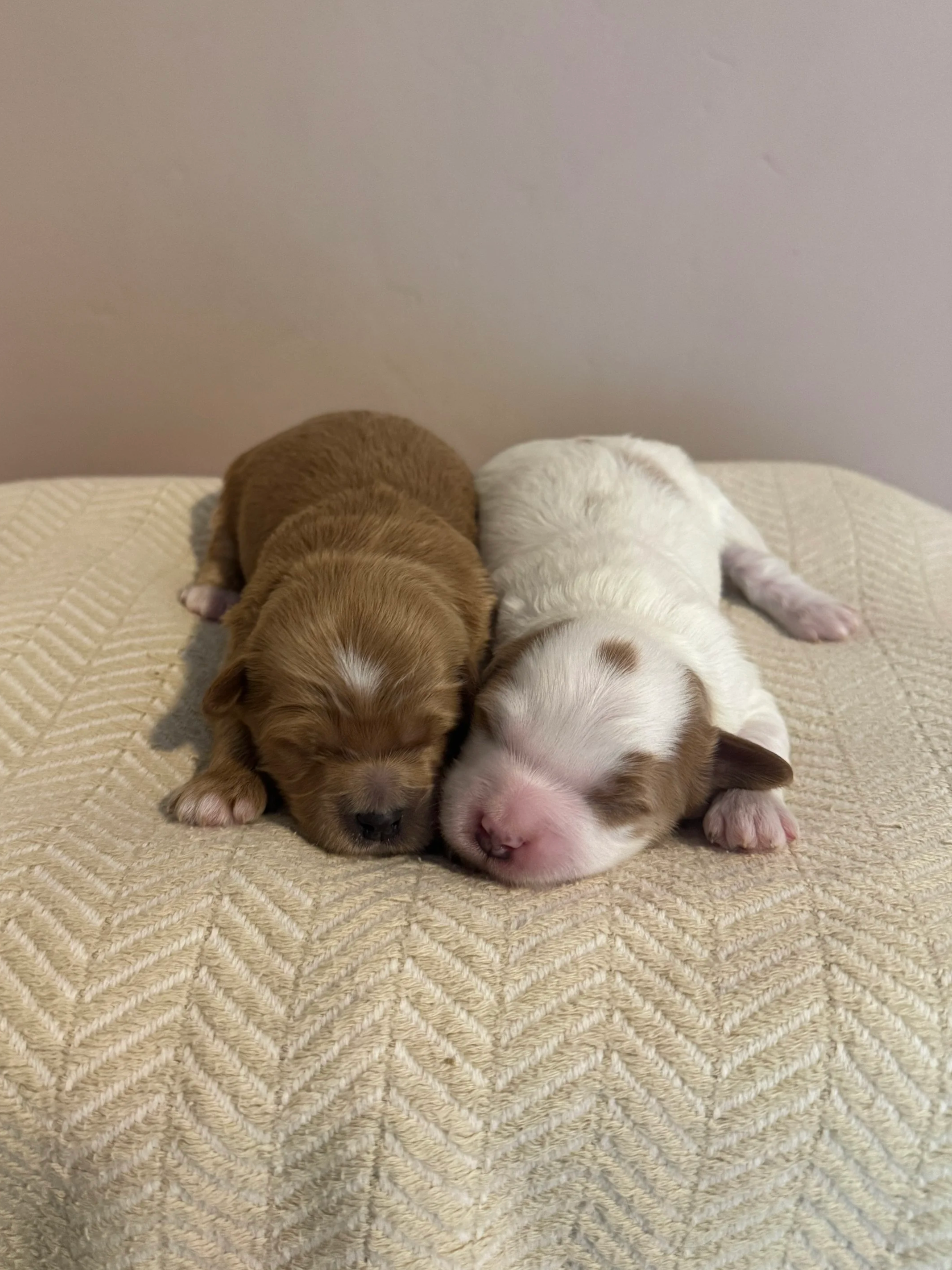 Female (left) Male (right)