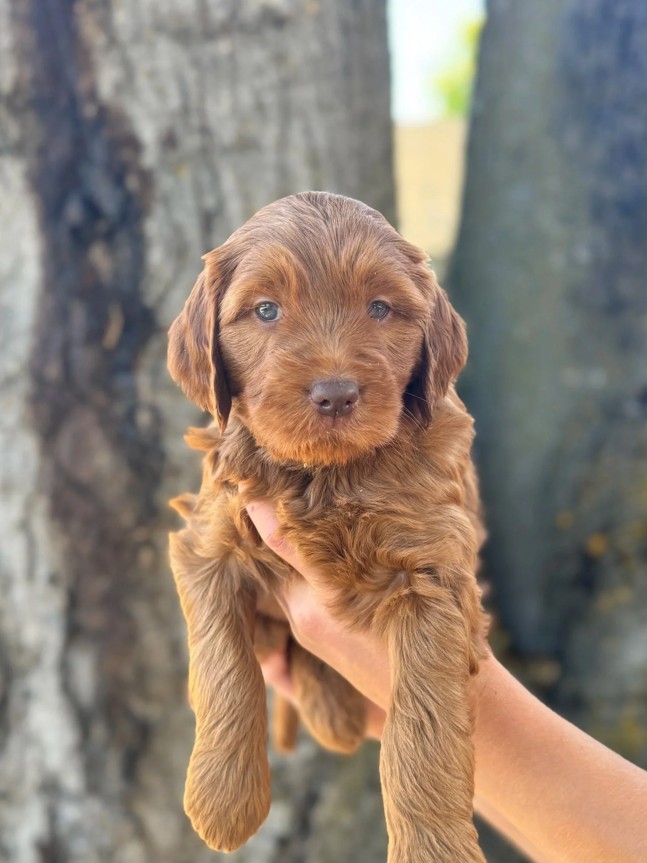 Purple Collar Female