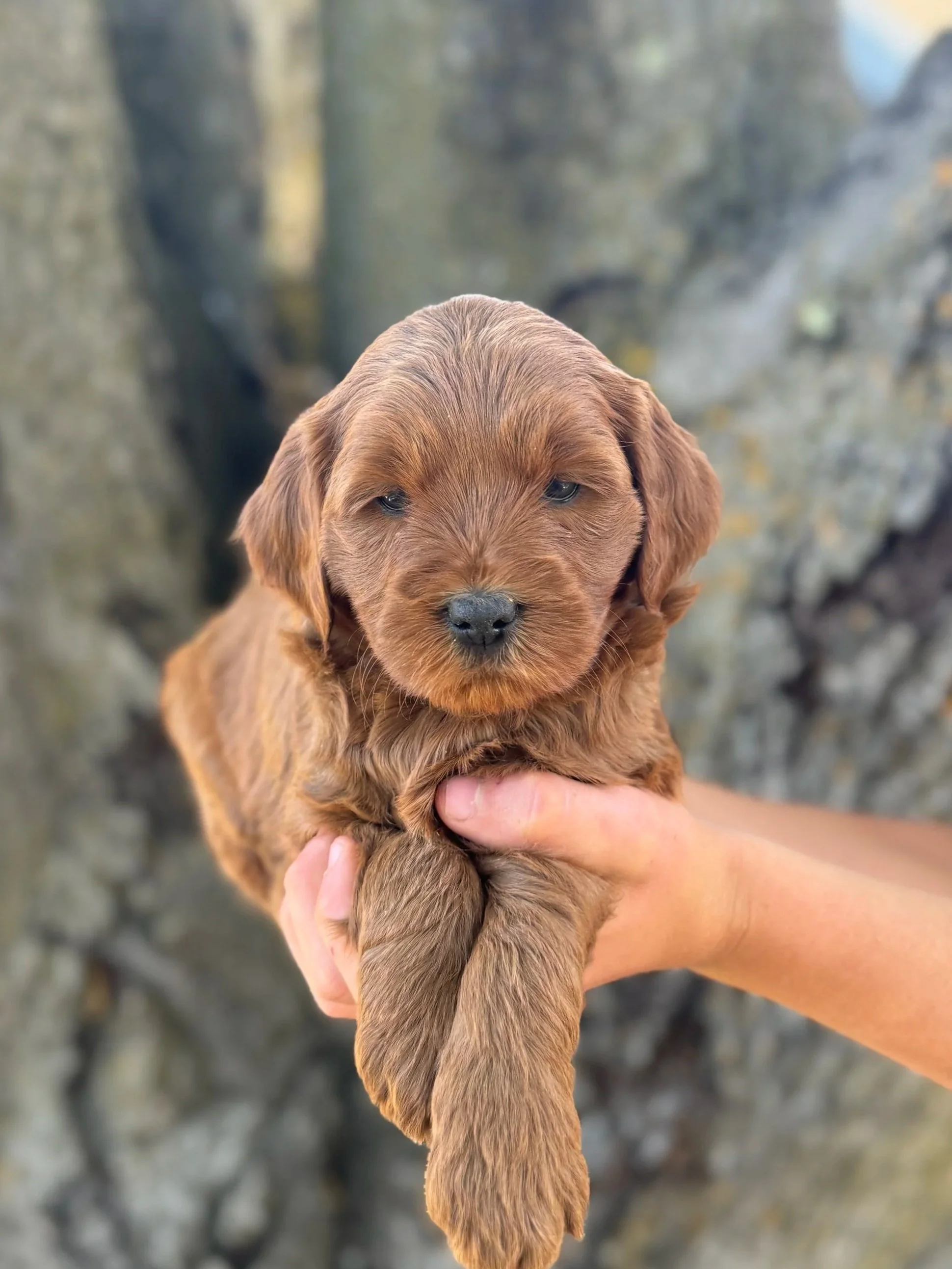 Yellow Collar Female