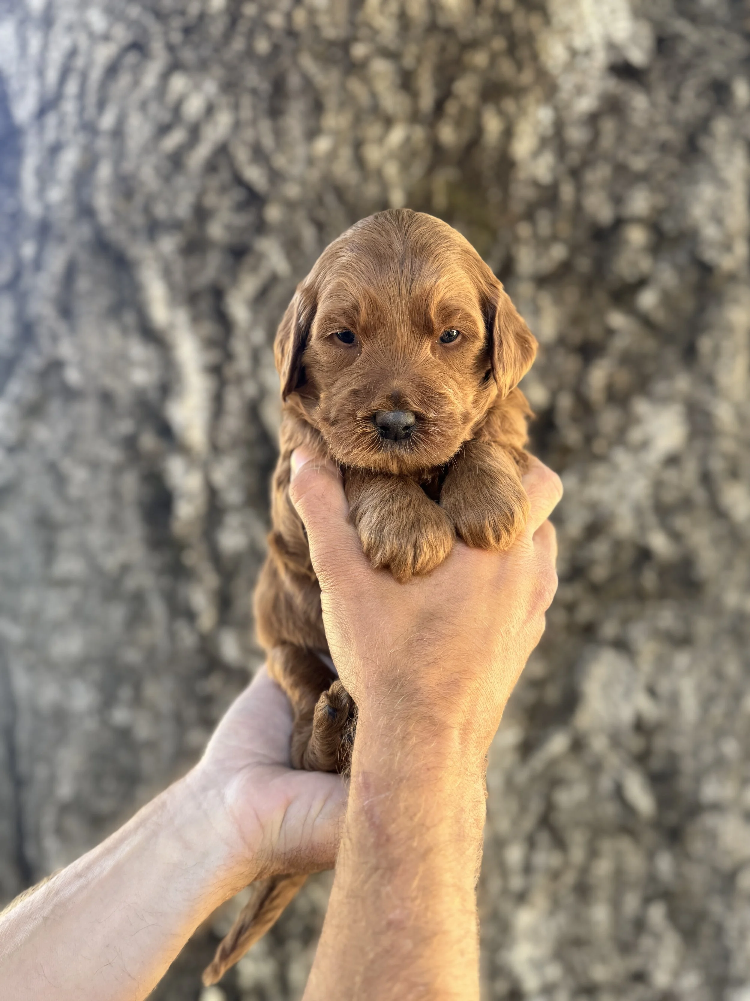 Purple Collar Female