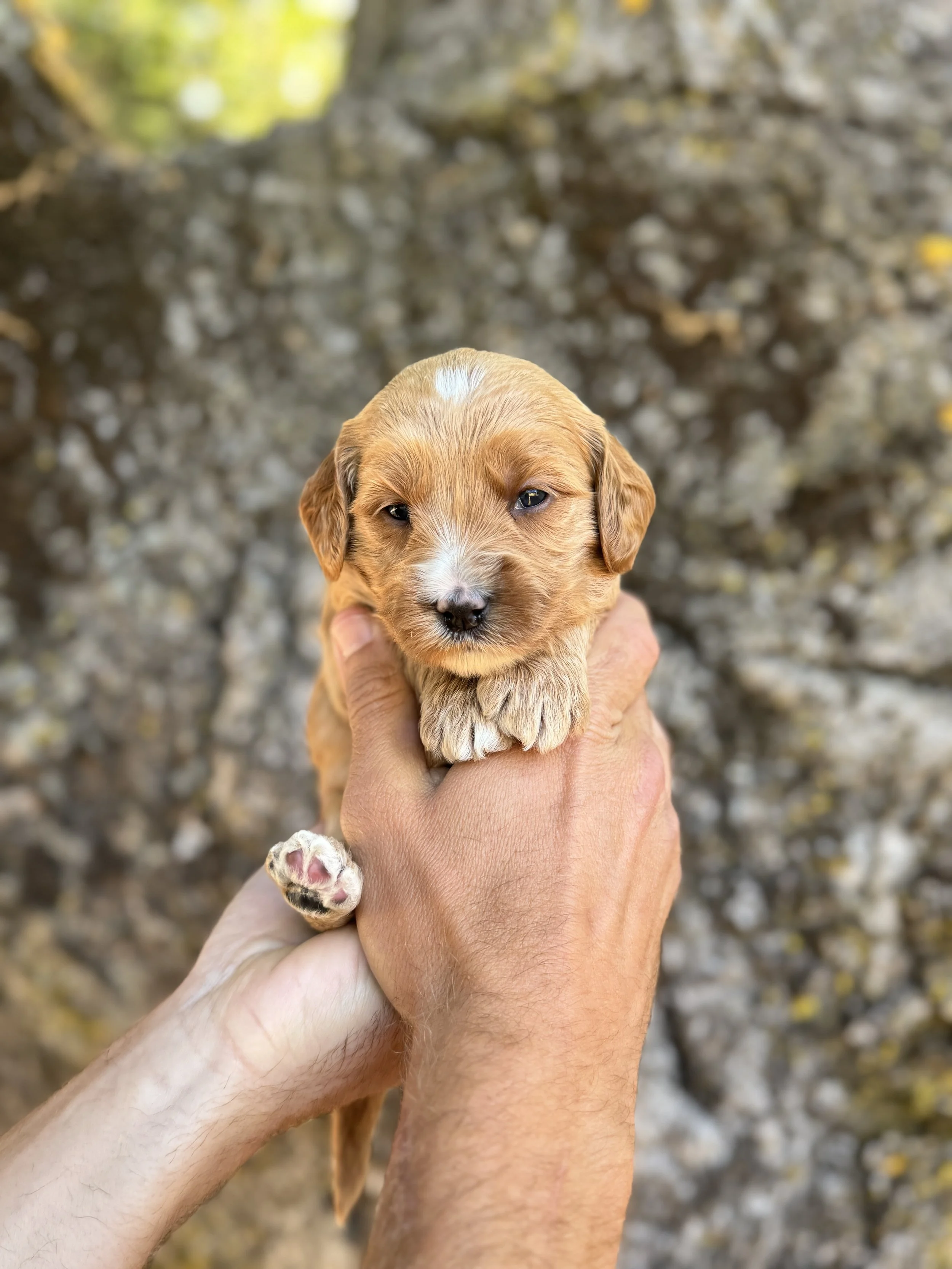 Purple Collar Female