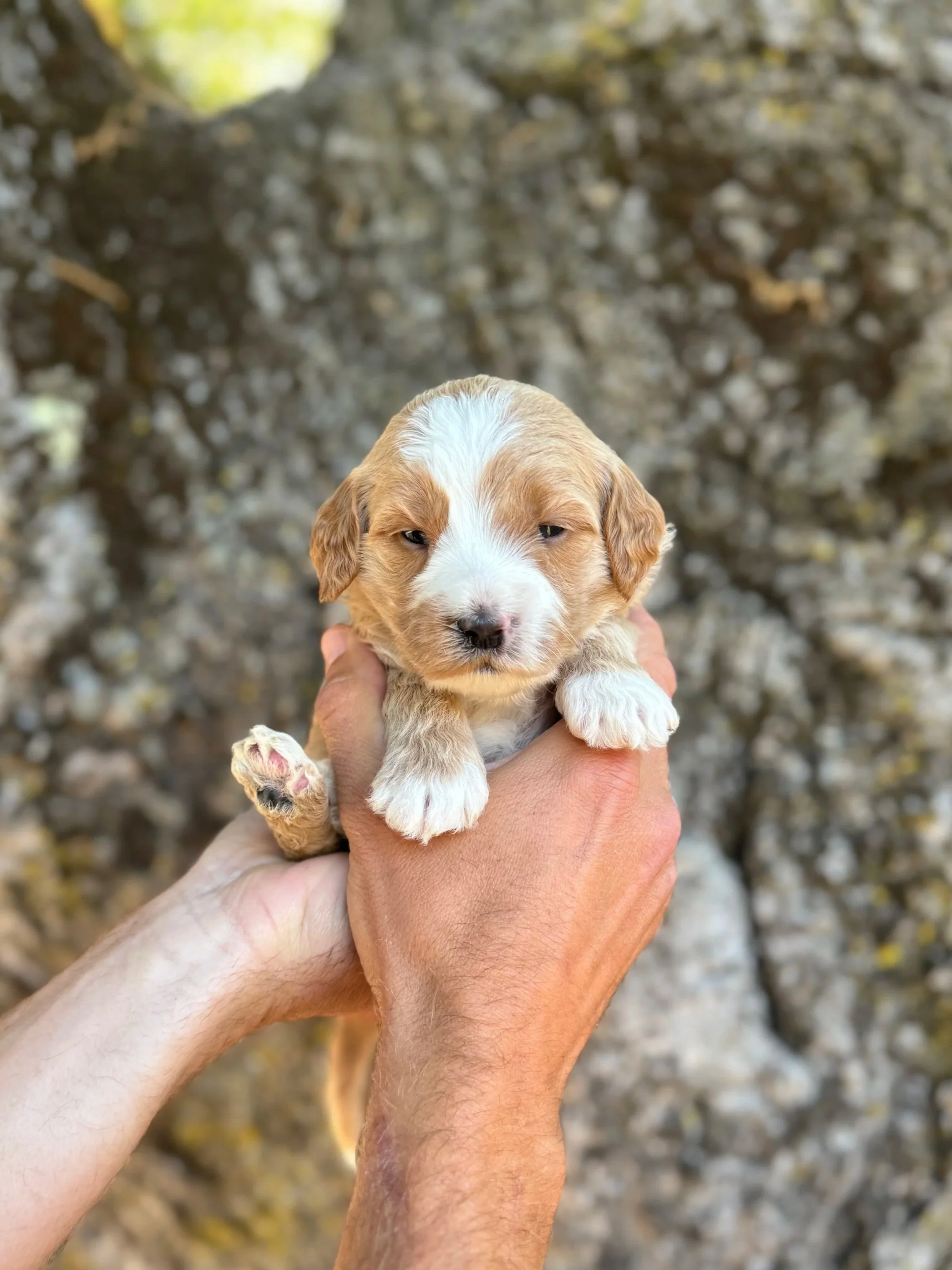 Yellow Collar Female