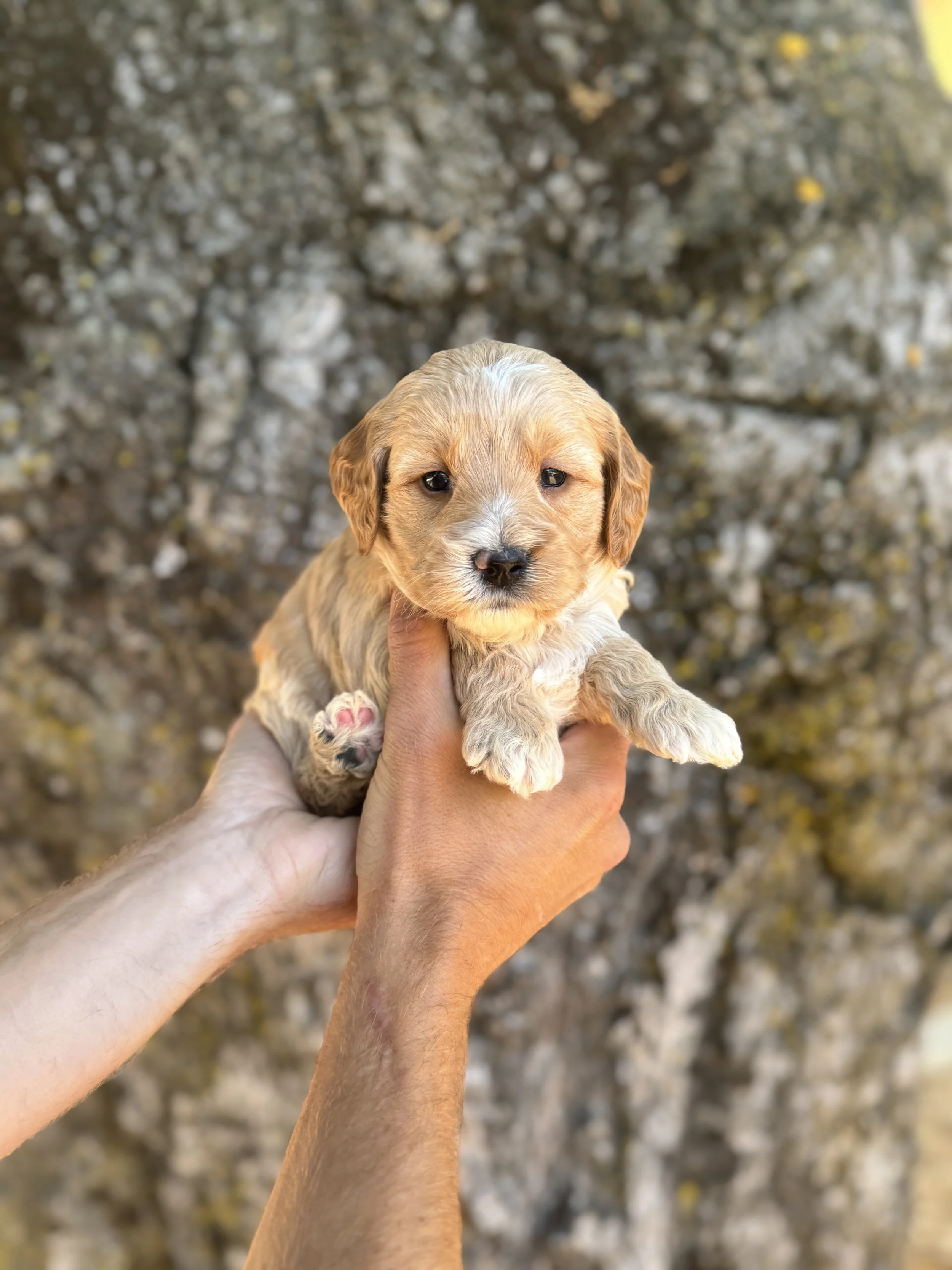 Green Collar Male