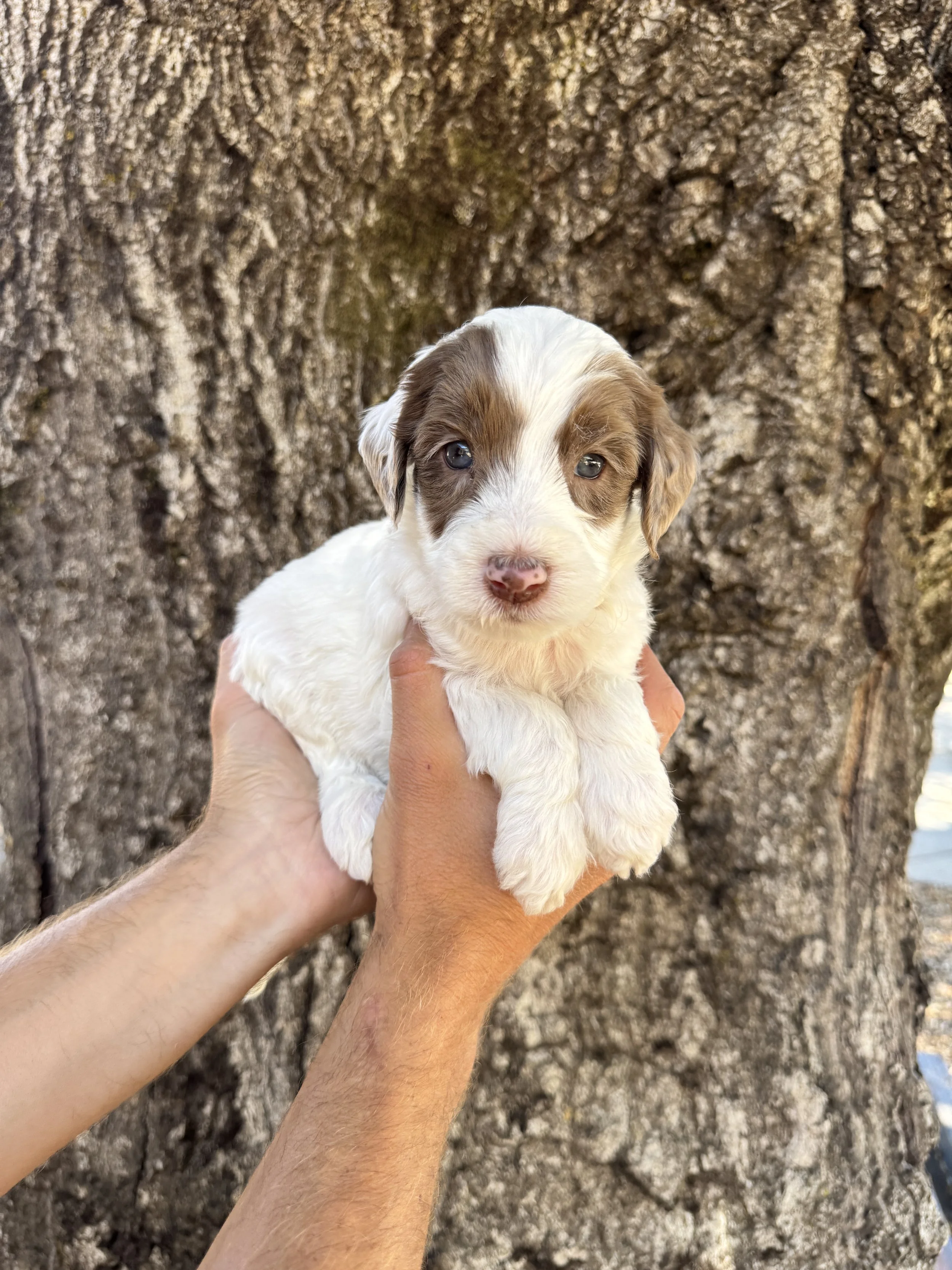 Gold Collar Male