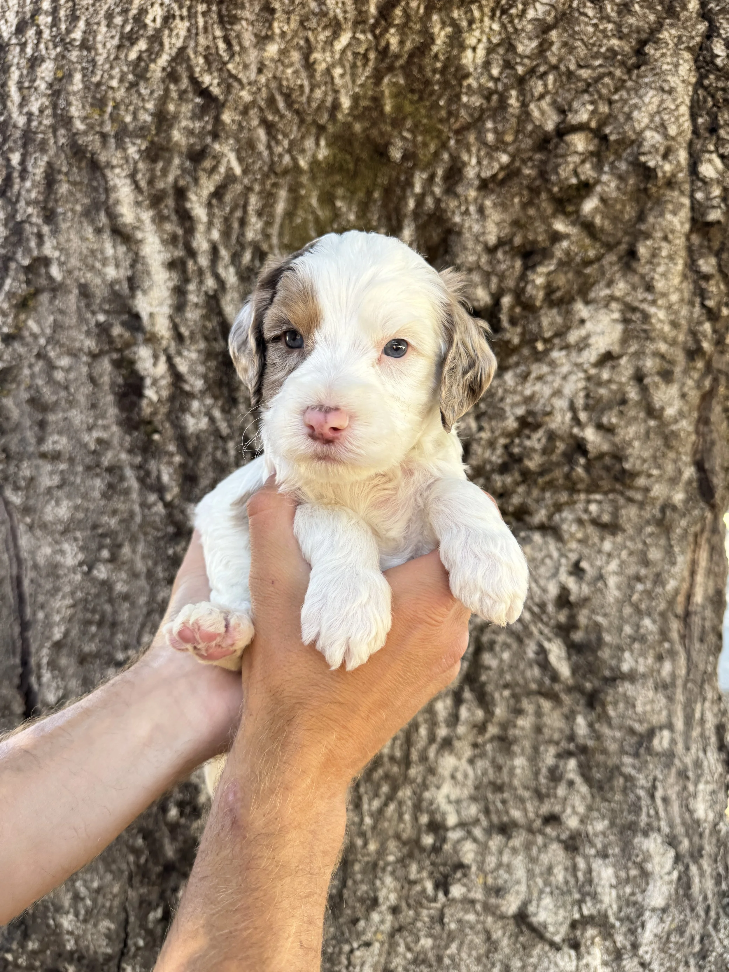 Green Collar Male