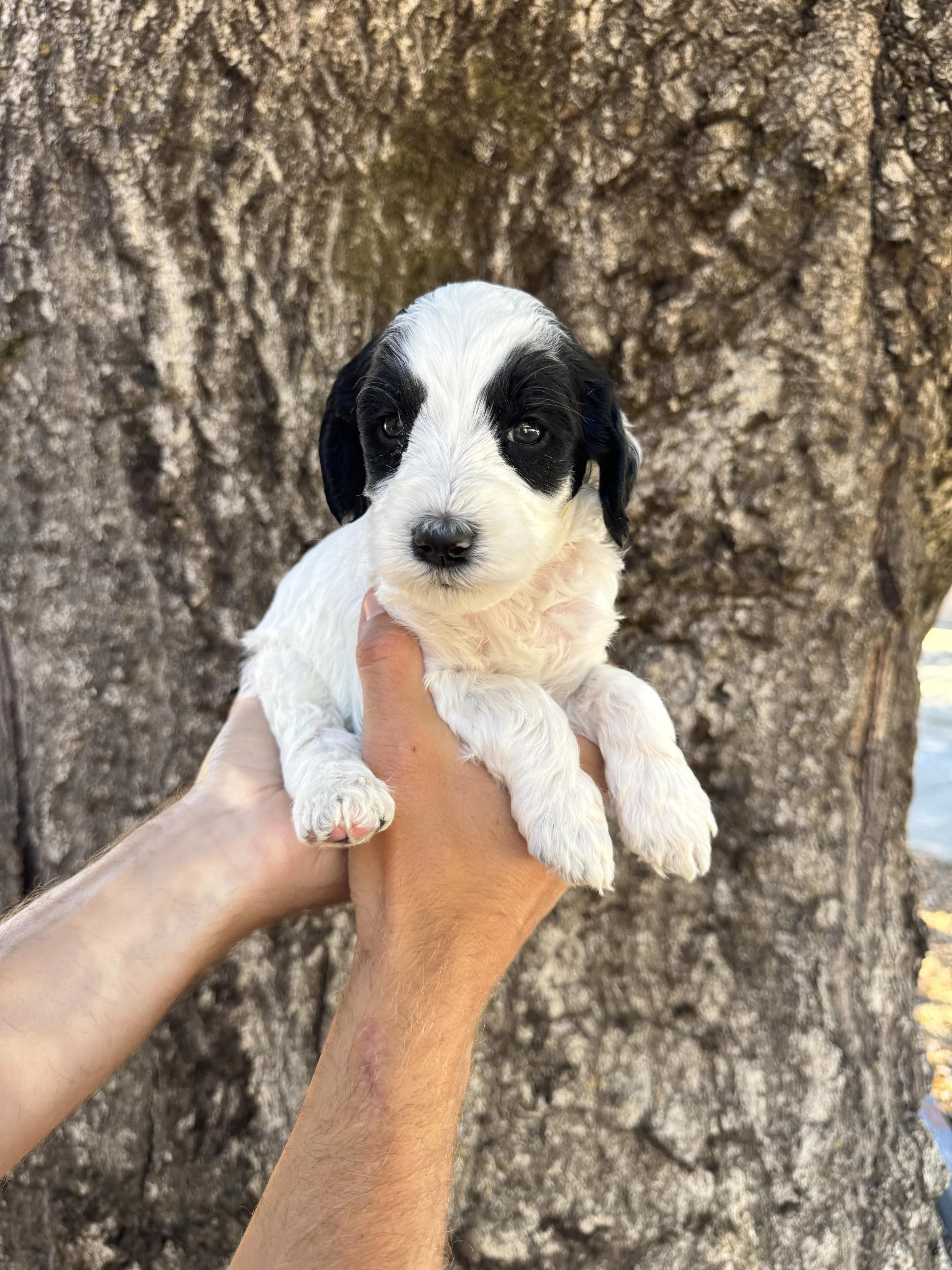 Orange Collar Male