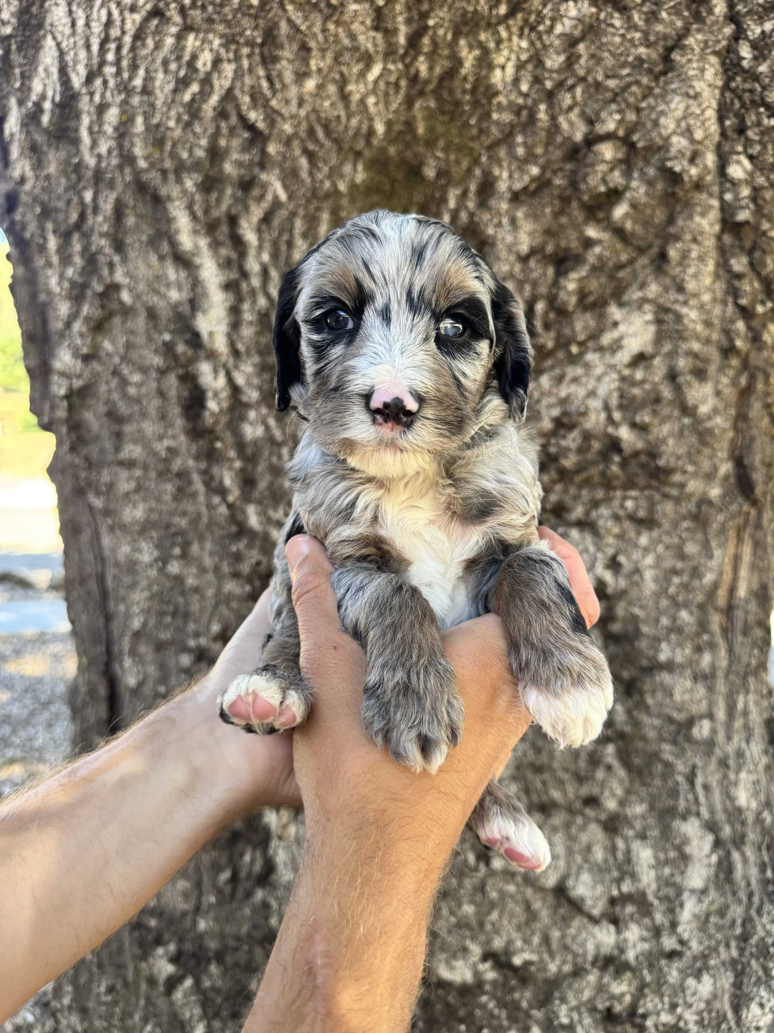 Black Collar Male